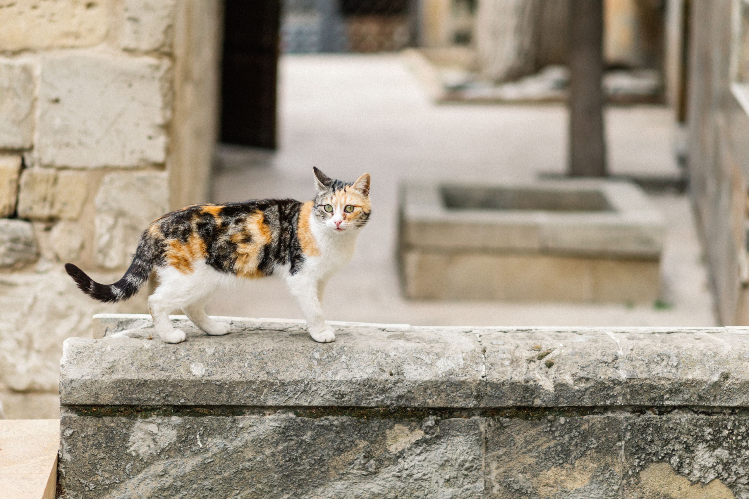 Selcan & Kamran. Свадебный и семейный фотограф в Баку Мамедов Мамед