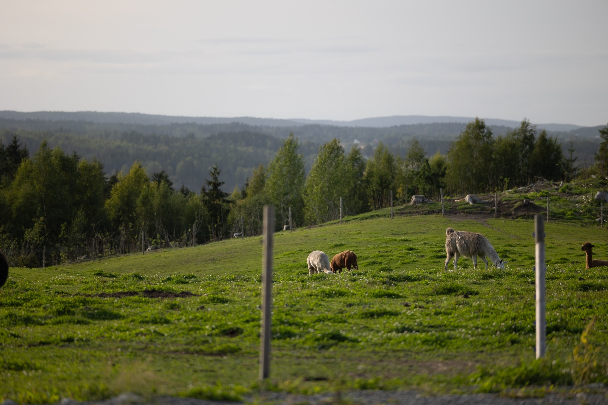 2024 - Bryllup - Jenny & Jørgen. **Wedding Photographer in Oslo and Rogaland — Meisal Media**
