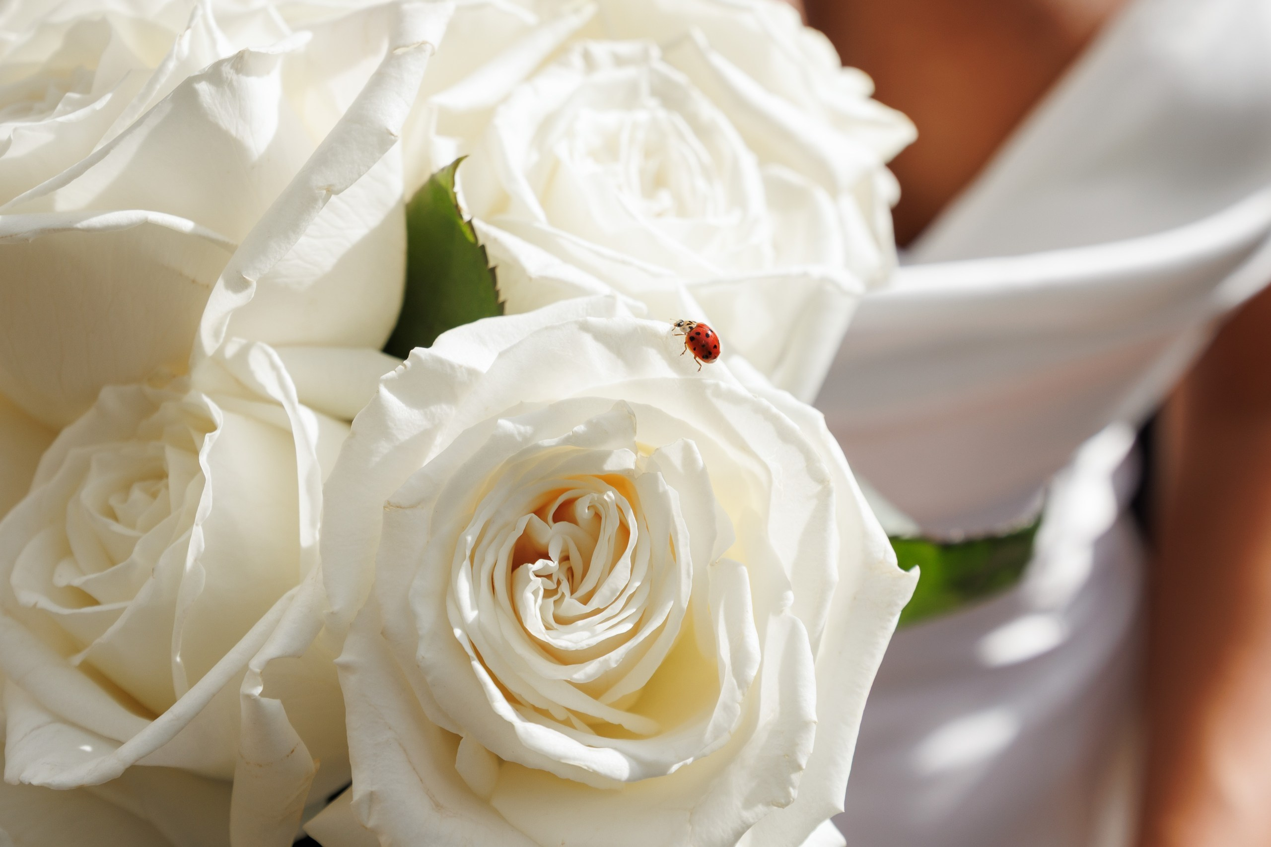 Stephanie and Alexander, Cairnwood Estate, PA. Wedding Photo & Video