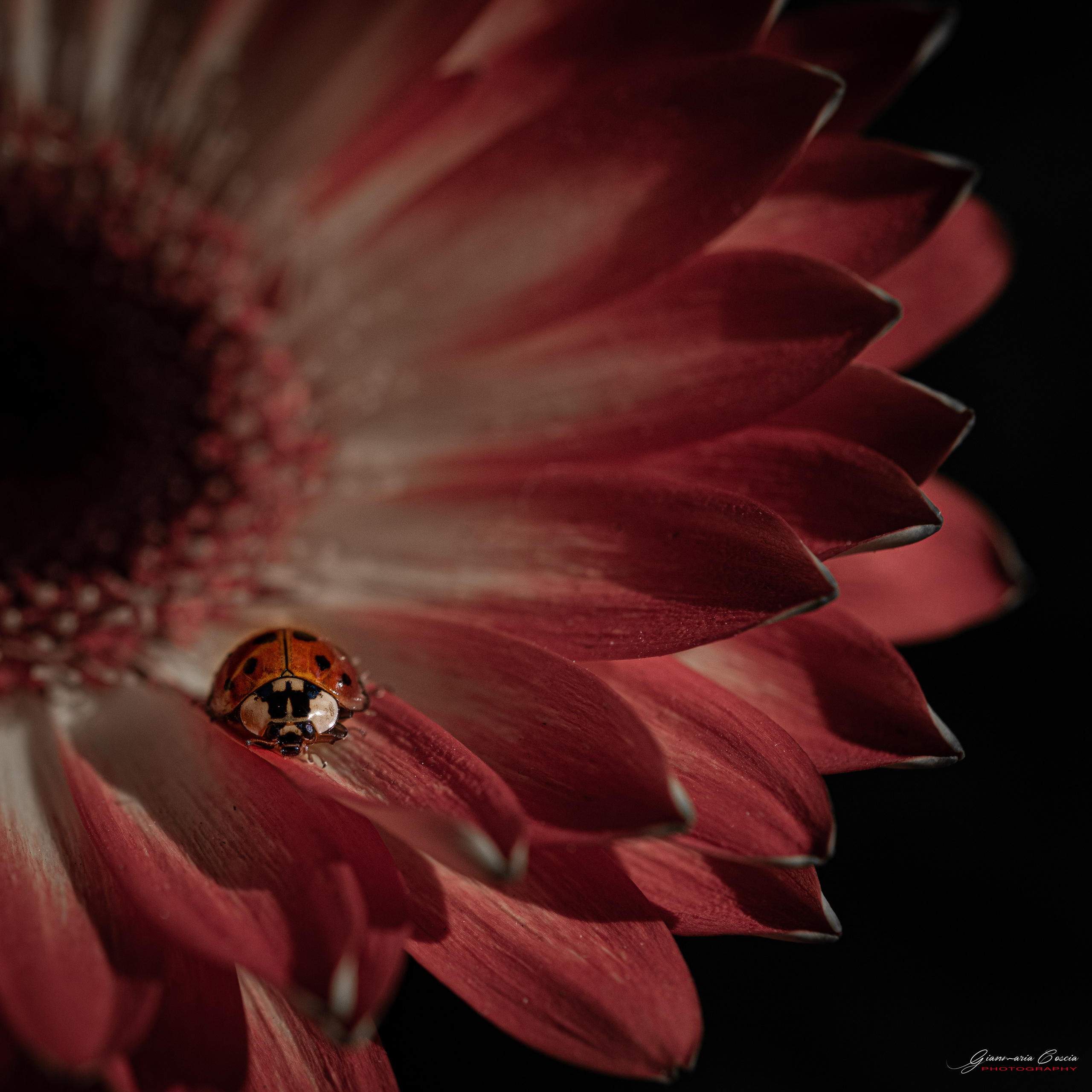 Insetti Simpatici. “Gianmaria Coscia fotografo per passione”