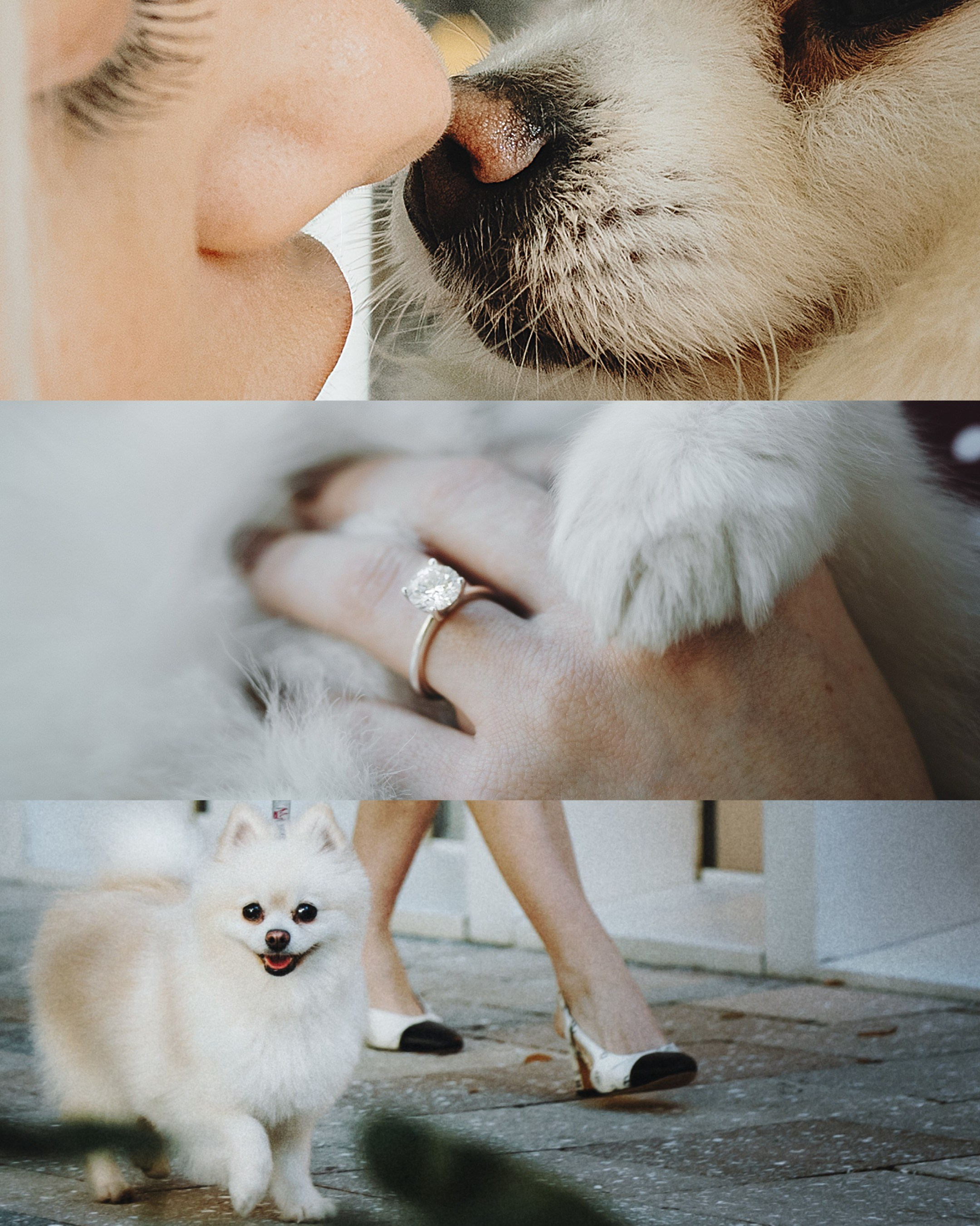 Lexy & Tatiana. Pet Photographer Viktoriya Aleshenko