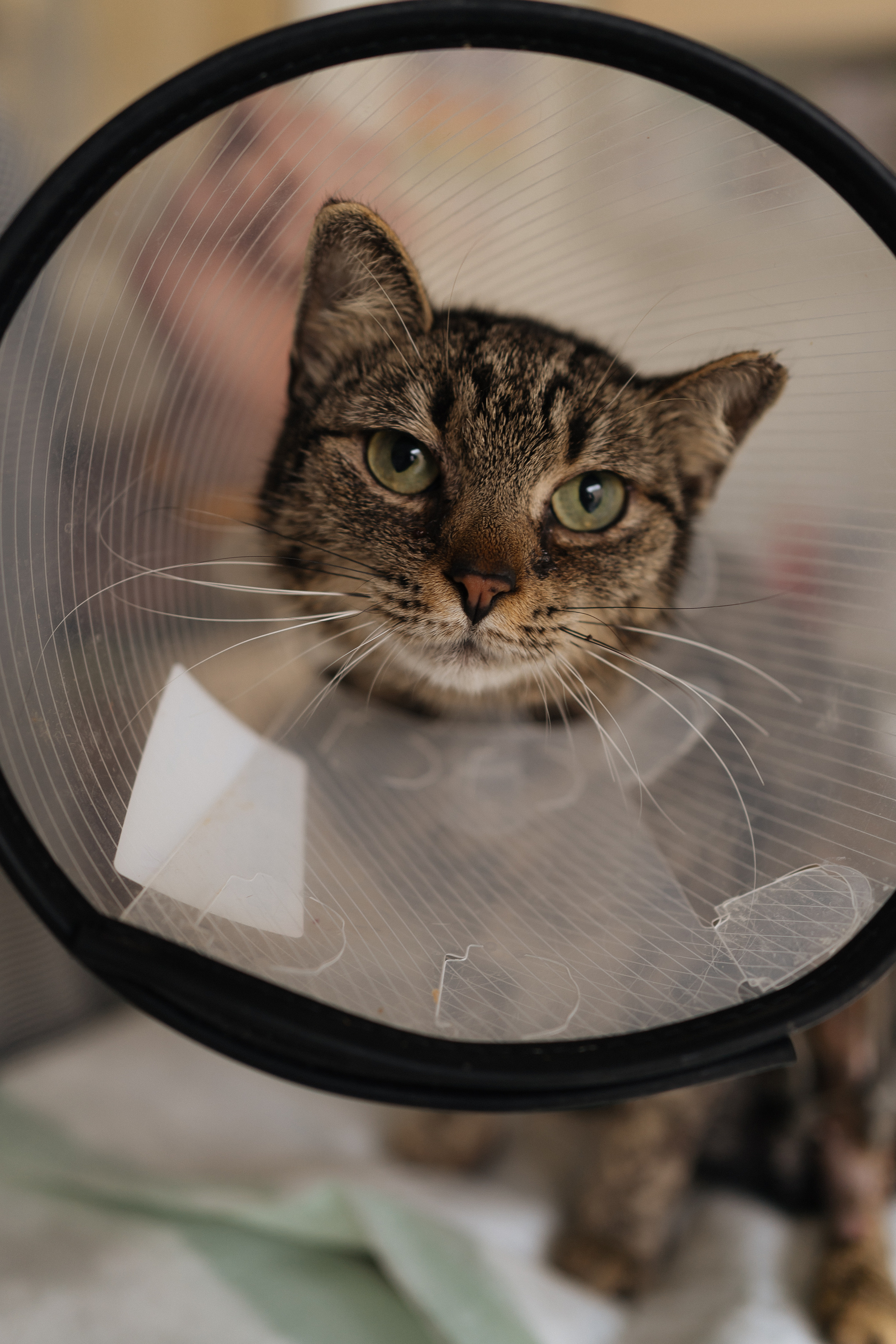 Veterinaarkliinik Esteevet. Fotograaf Tatjana Otter