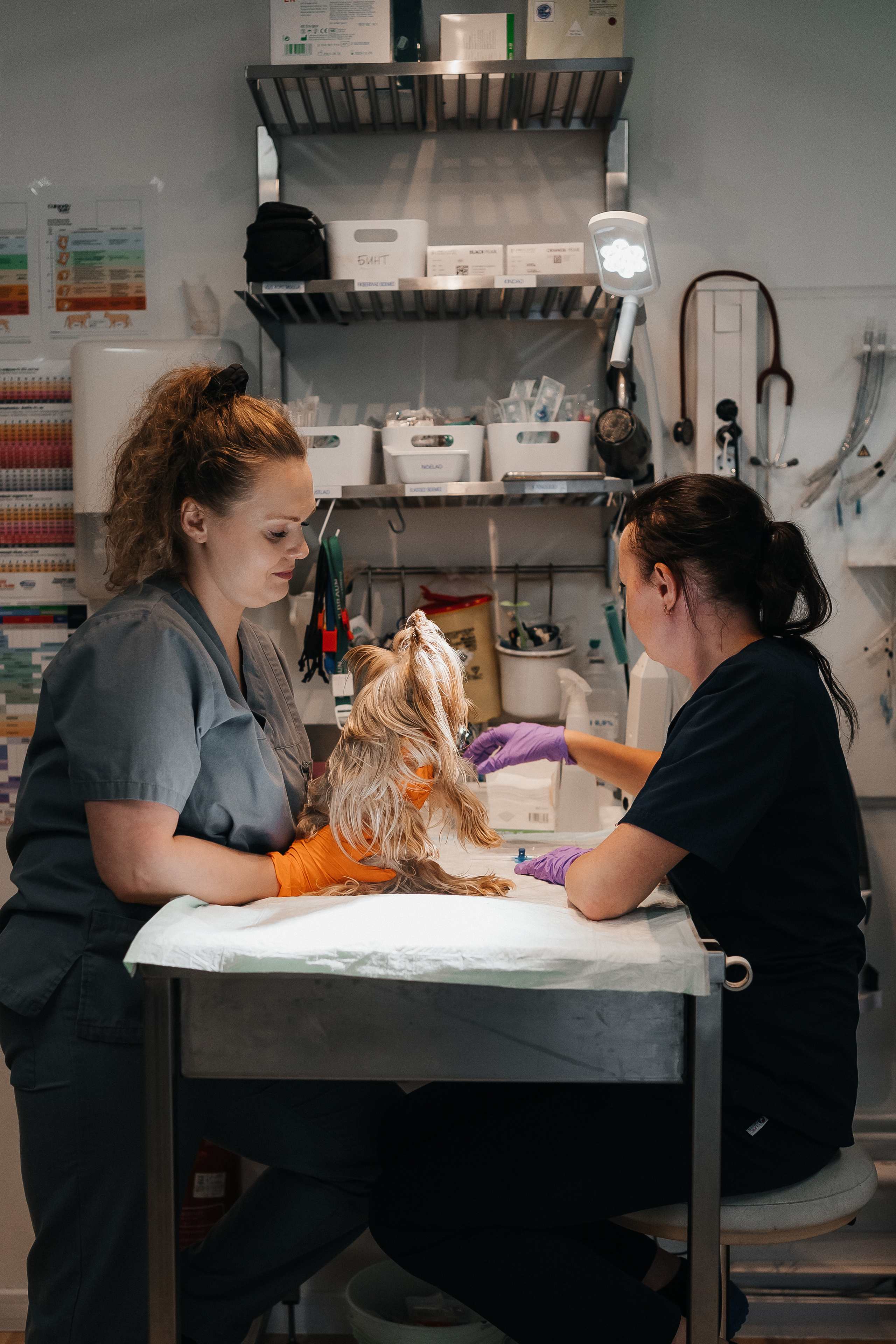 Veterinaarkliinik Esteevet. Fotograaf Tatjana Otter