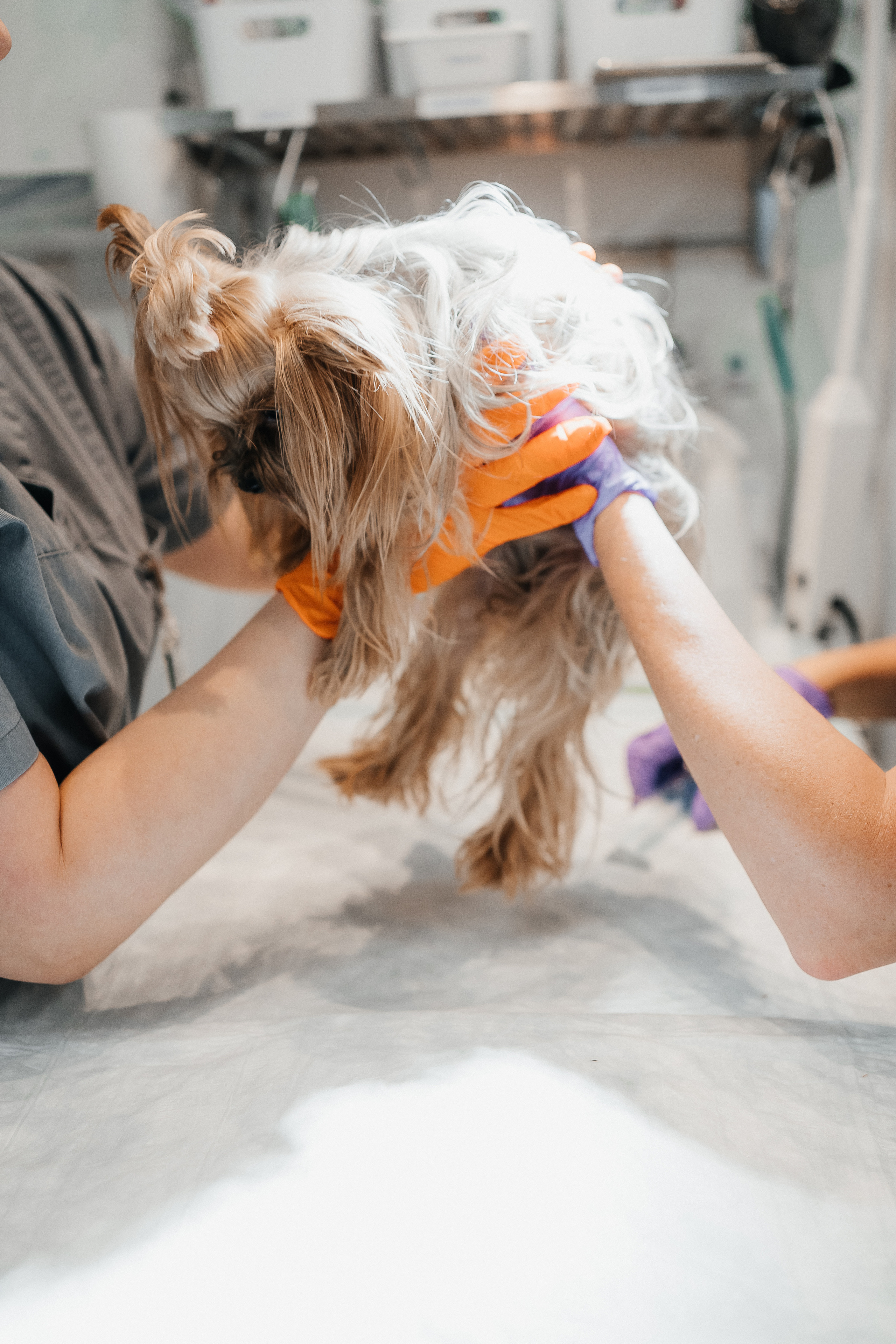 Veterinaarkliinik Esteevet. Fotograaf Tatjana Otter