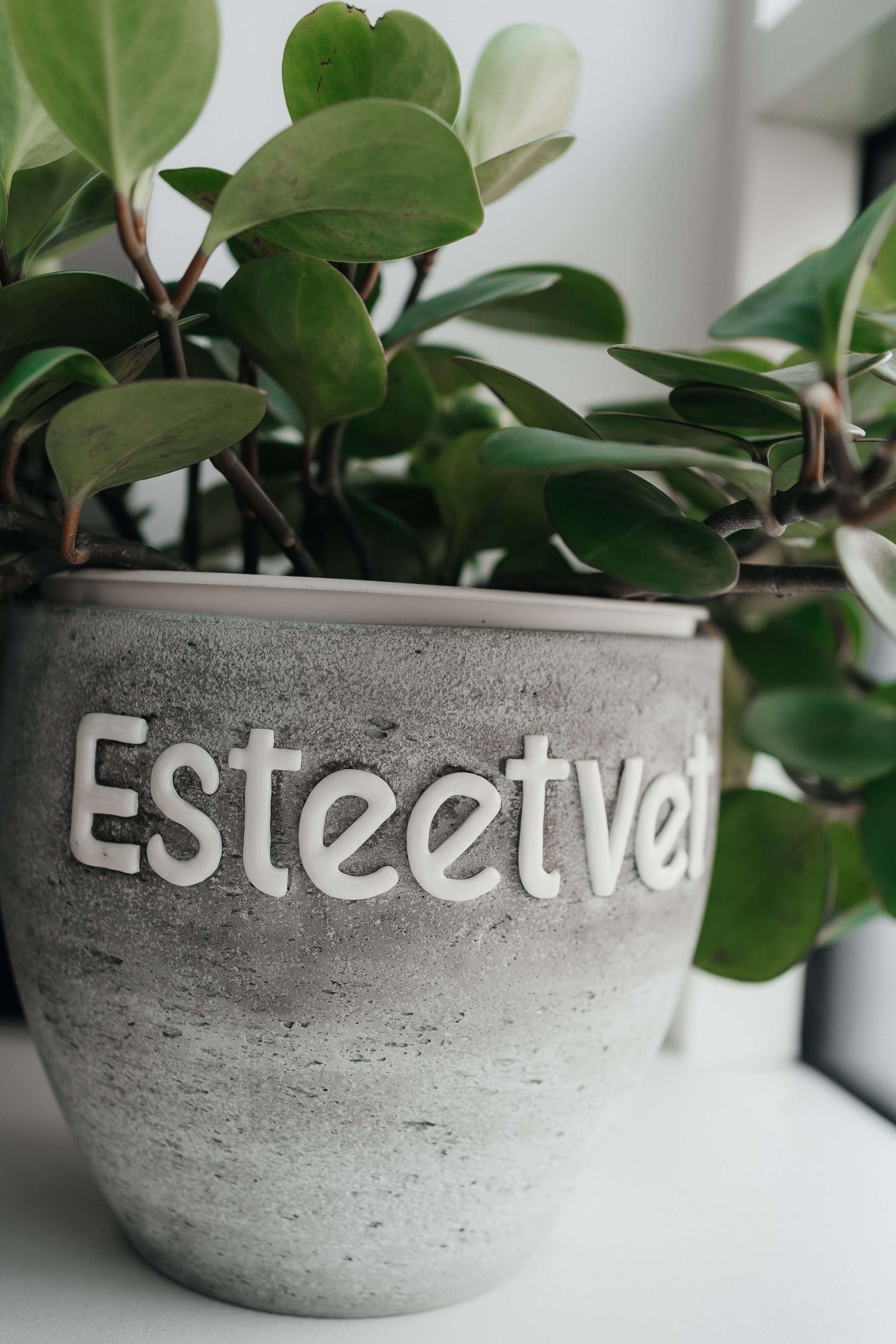 Veterinaarkliinik Esteevet. Fotograaf Tatjana Otter