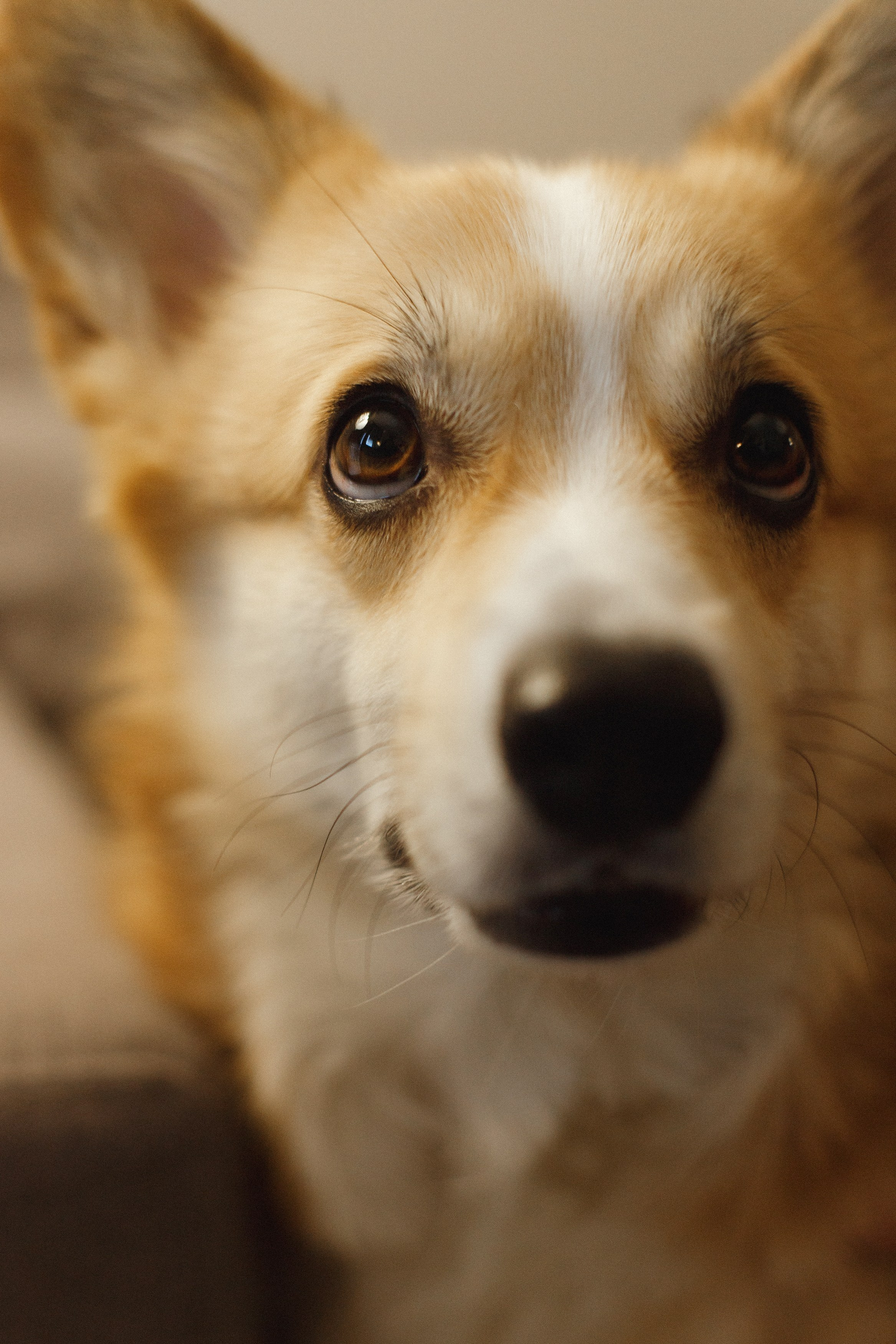 Dasha & Daisy. Kaja | fotograf psów we Wrocławiu