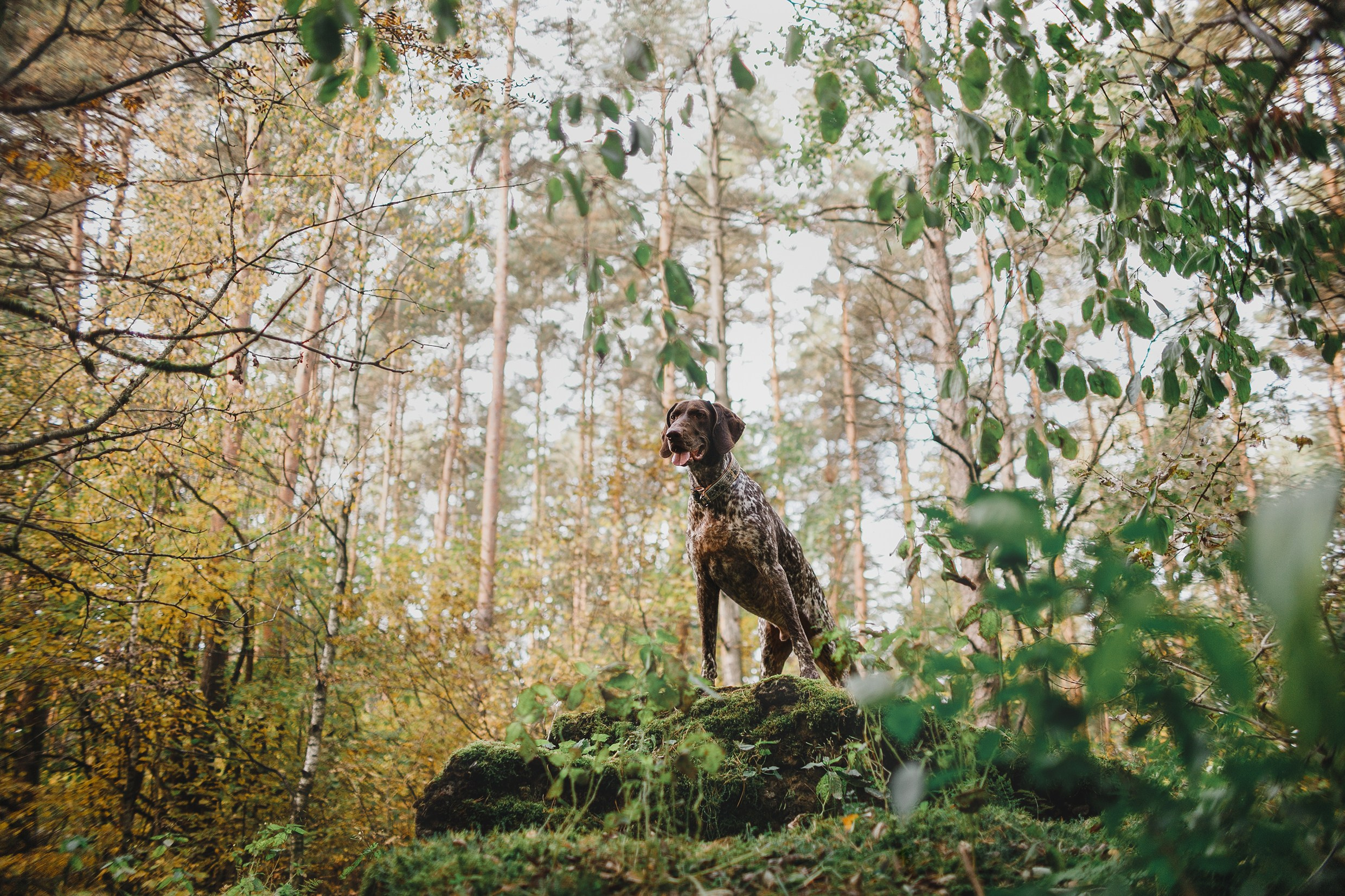 «Kasmach» dogs ammunition. Kaja | fotograf we Wrocławiu | ludzie i psy