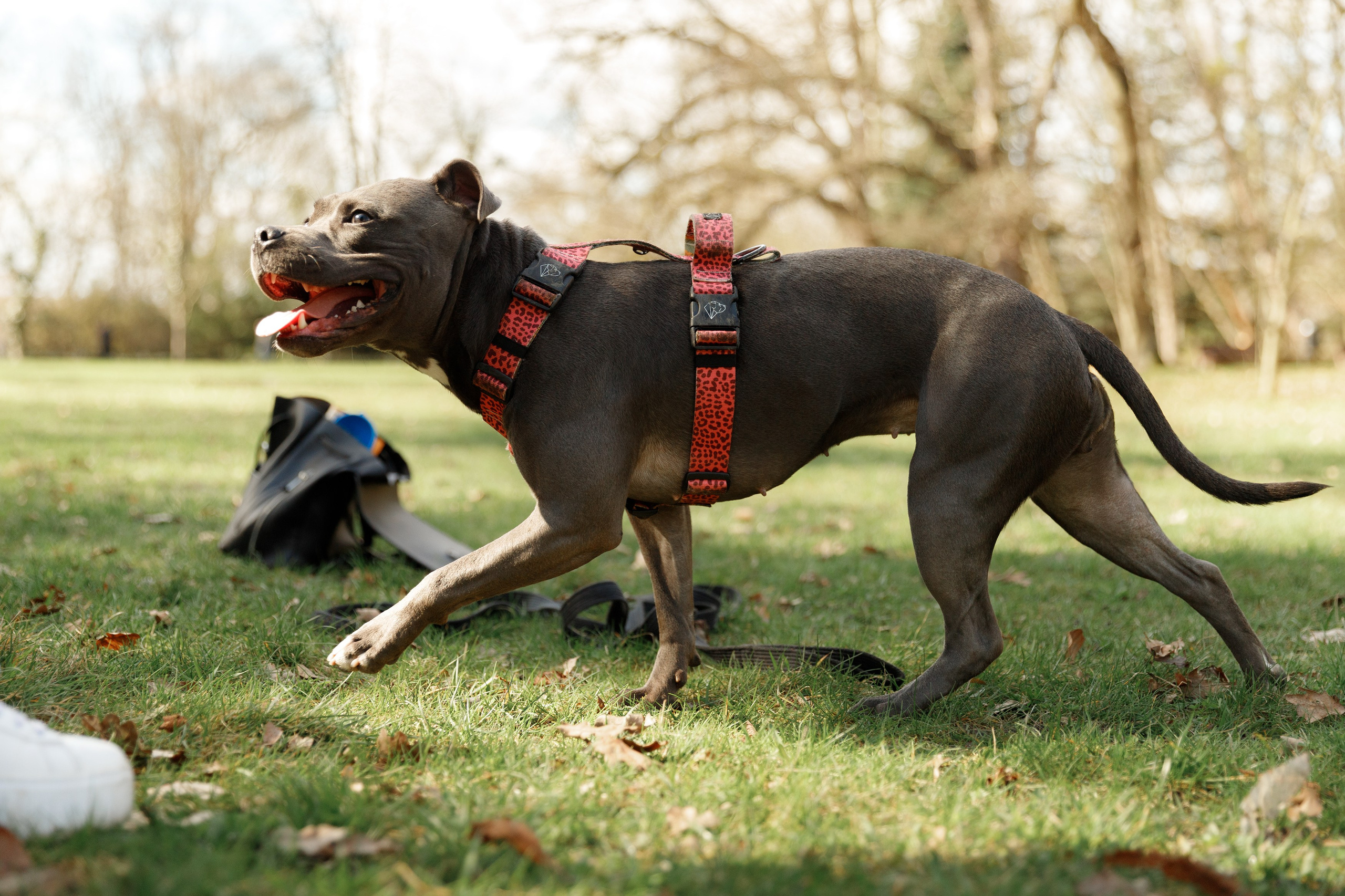 Bombka. Kaja | fotograf we Wrocławiu | ludzie i psy