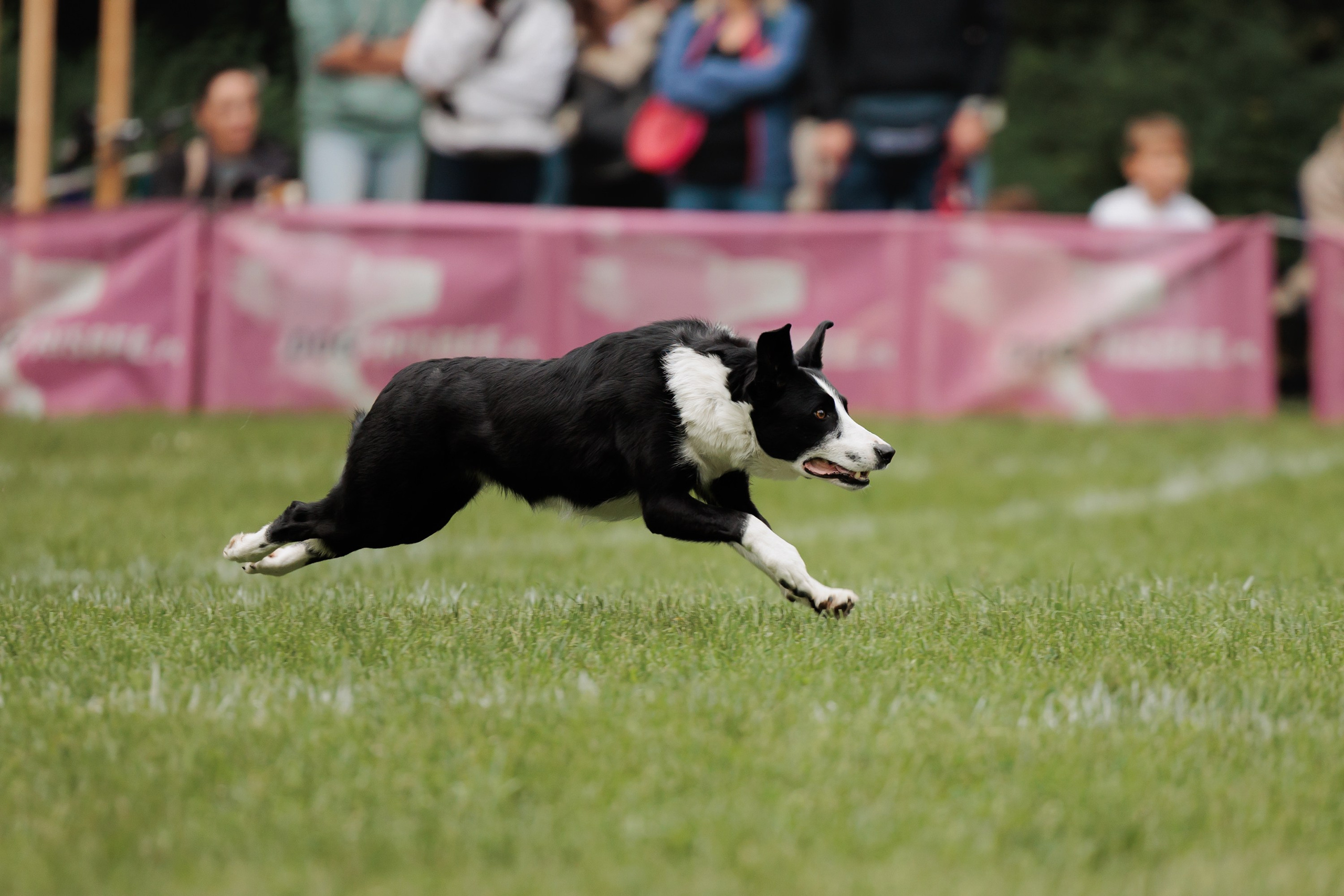 Latające psy, Wrocław'25. Kaja | fotograf psów we Wrocławiu
