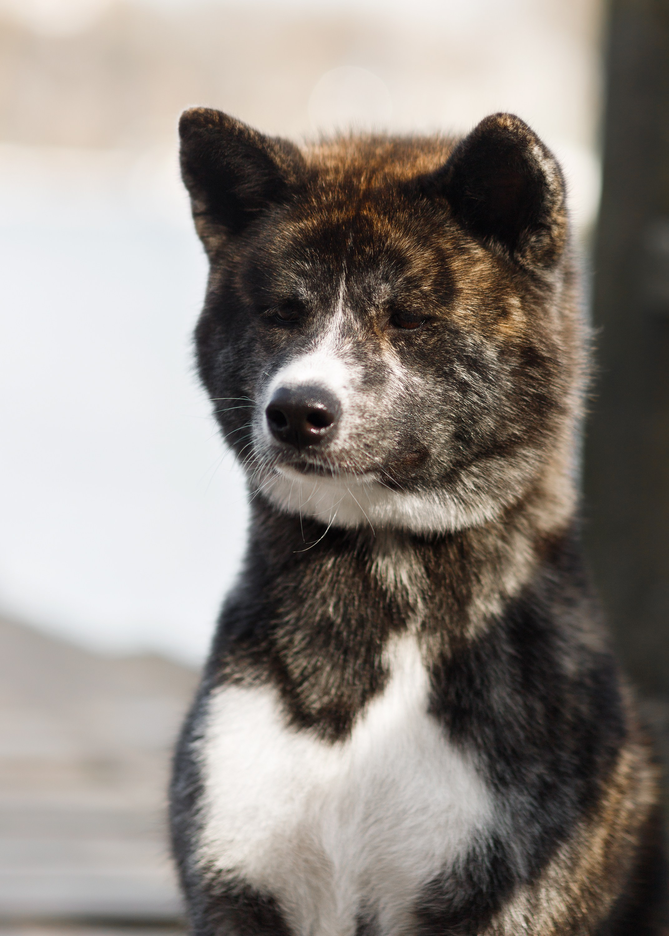 Autumn photo day for dog handler. Kaja | fotograf we Wrocławiu | ludzie i psy