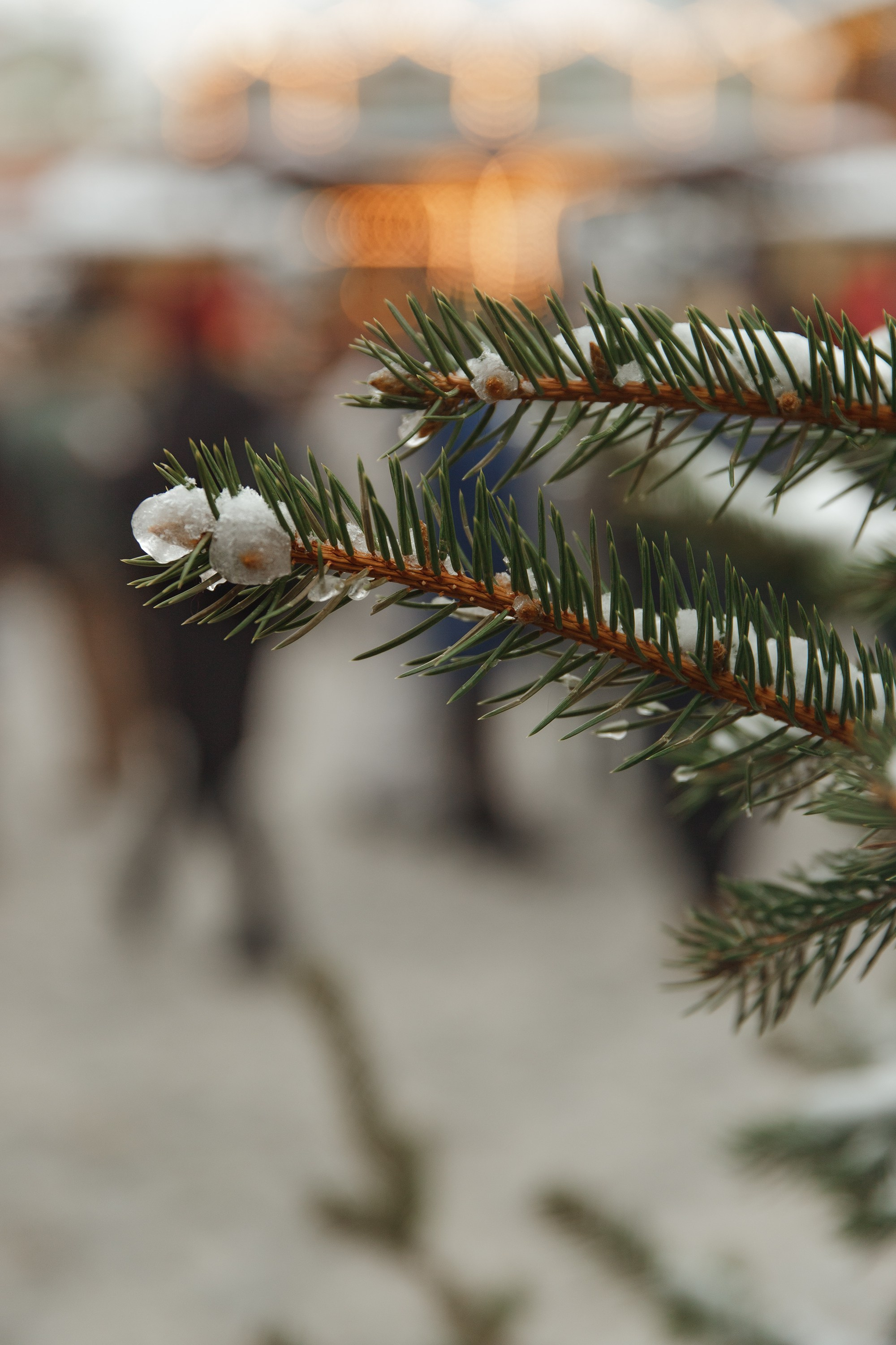 Masha & Andrei. Kaja | fotograf psów we Wrocławiu