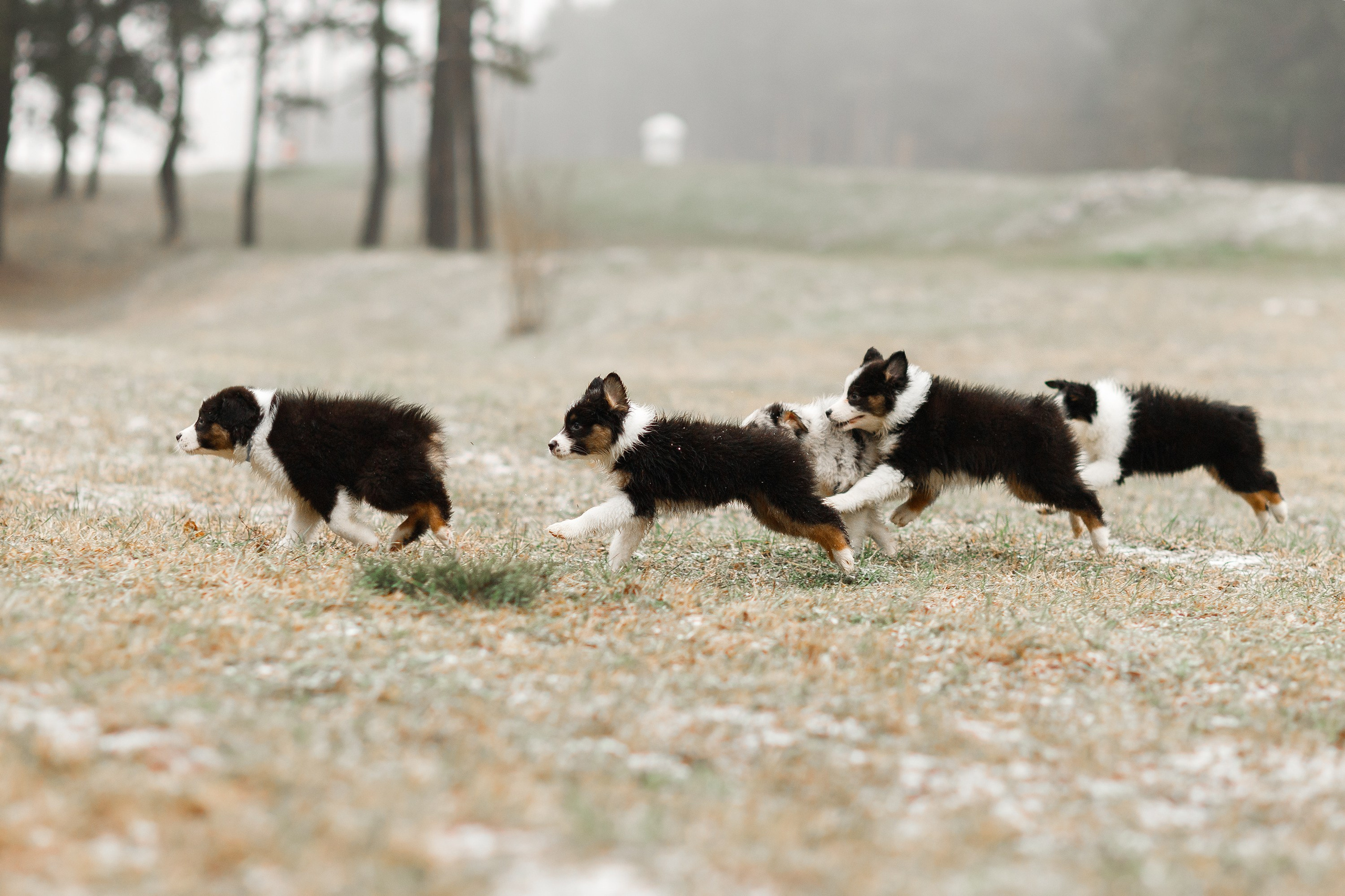 Pack of aussie puppies. Kaja | fotograf psów we Wrocławiu