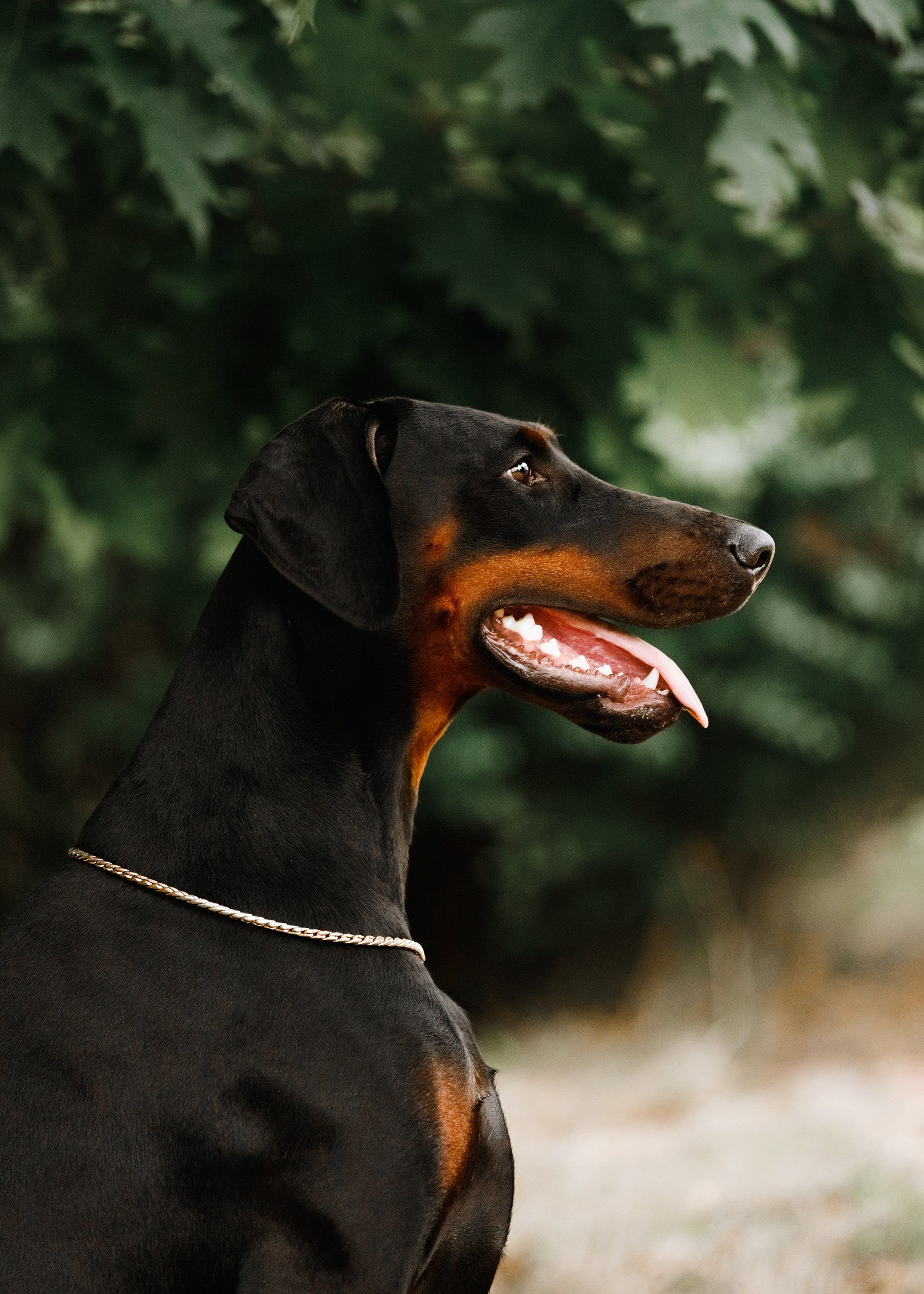Dog shows | the best ones. Kaja | fotograf psów we Wrocławiu
