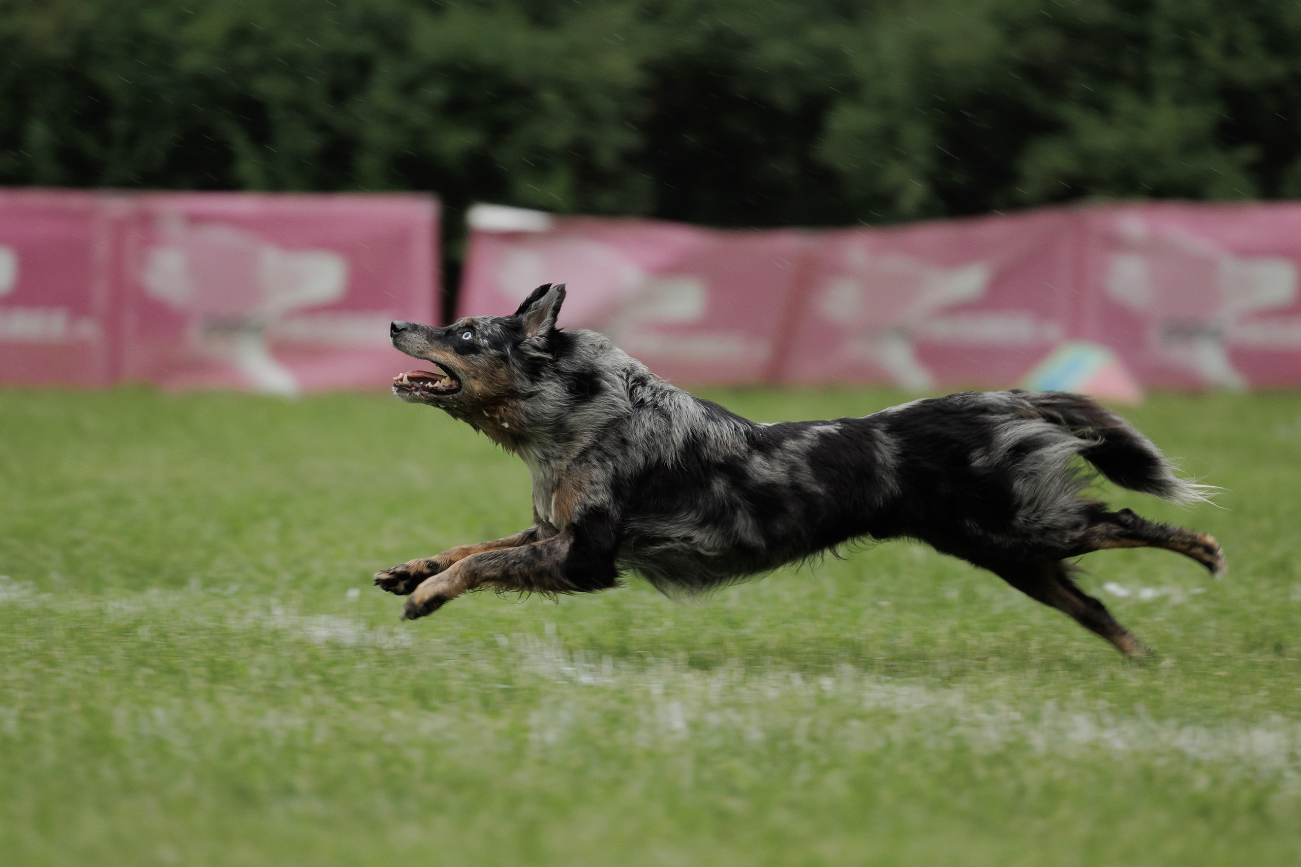 Latające psy, Wrocław'25. Kaja | fotograf psów we Wrocławiu