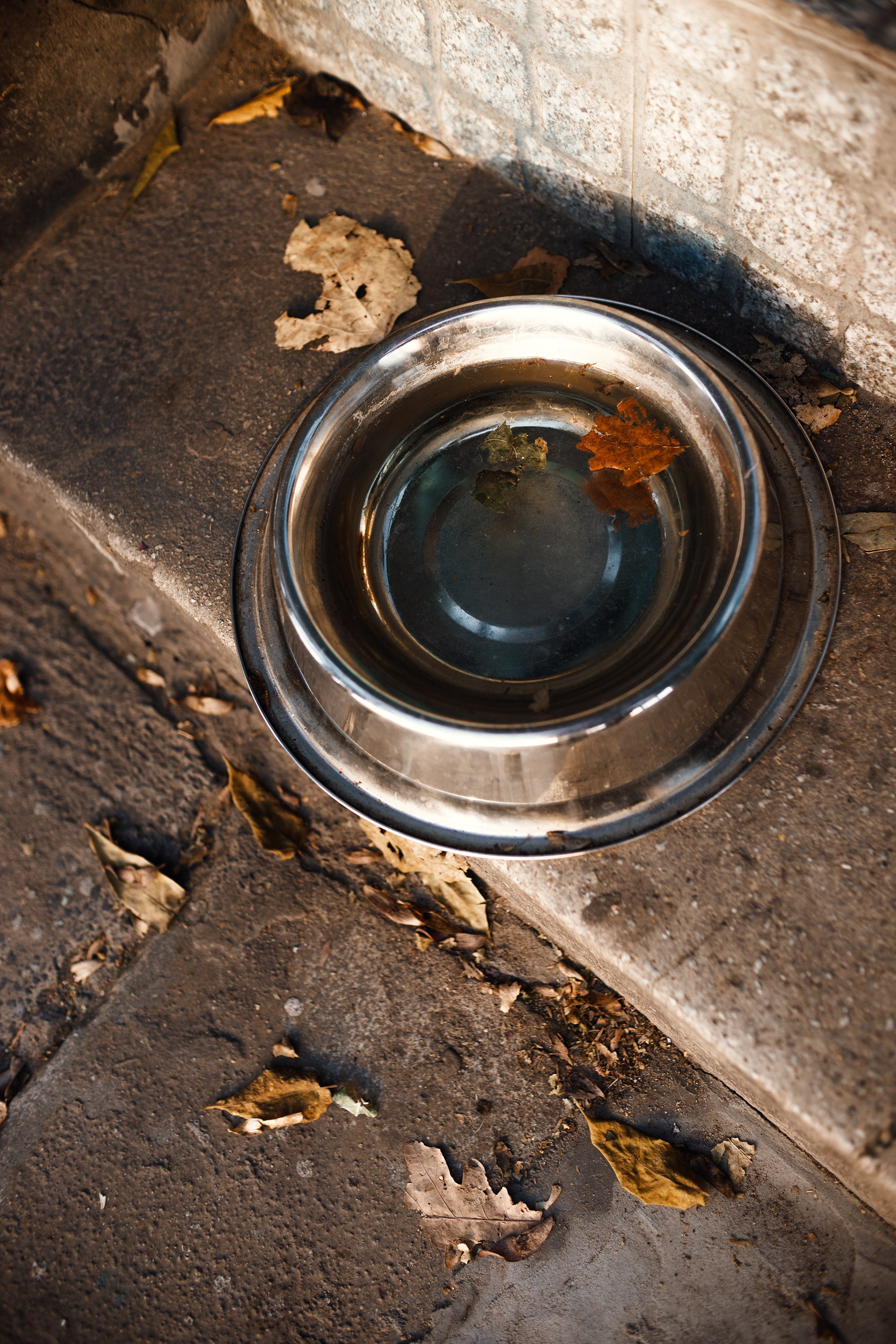 Wroclaw | the best ones. Kaja | fotograf psów we Wrocławiu