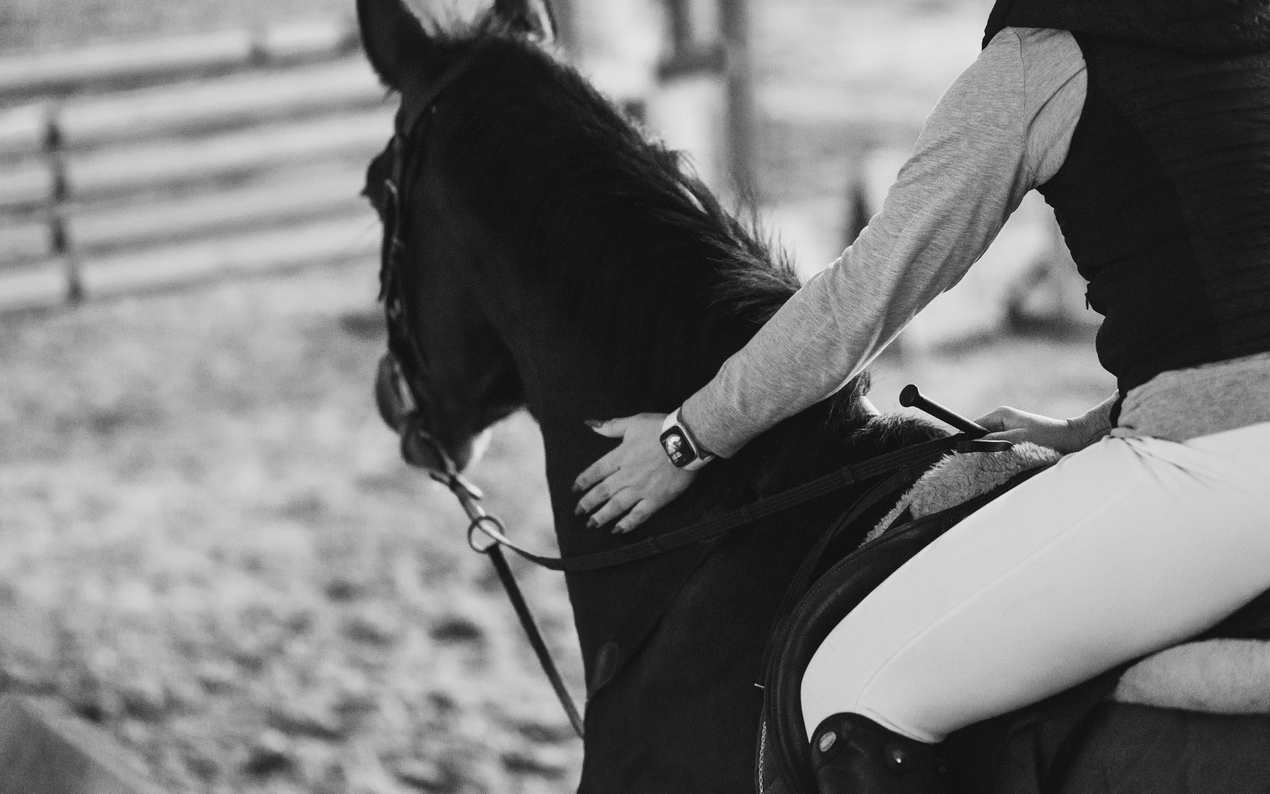 Winter show jumping in «Progress». Kaja | fotograf we Wrocławiu | ludzie i psy