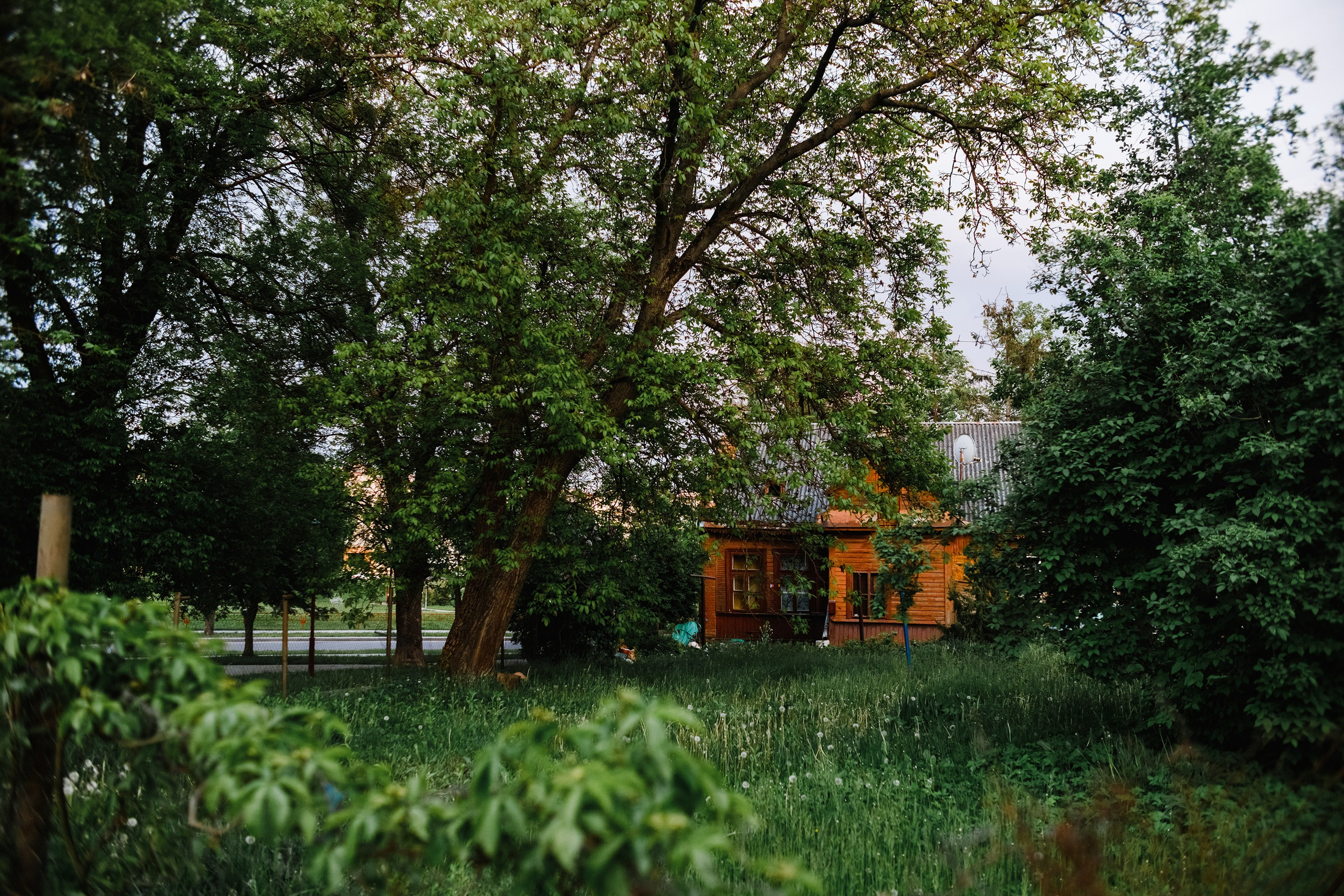 Grodno. Kaja | fotograf we Wrocławiu | ludzie i psy