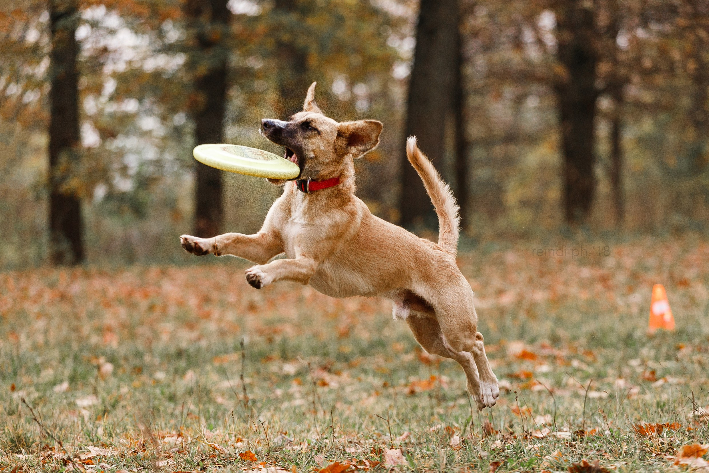 Frisbee and dog puller championship | autumn. Kaja | fotograf we Wrocławiu | ludzie i psy