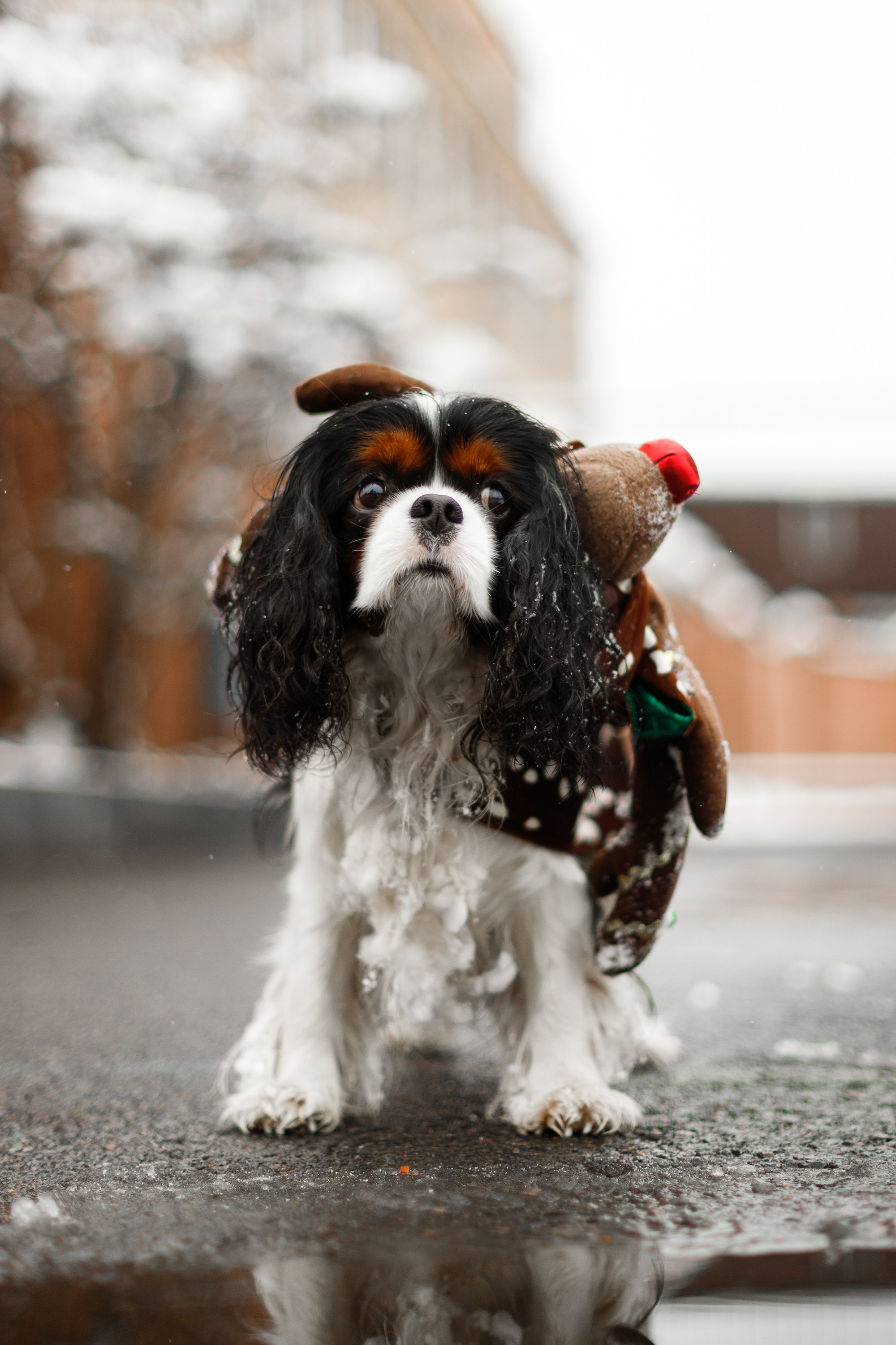 Uliana & winter spaniels. Kaja | fotograf psów we Wrocławiu
