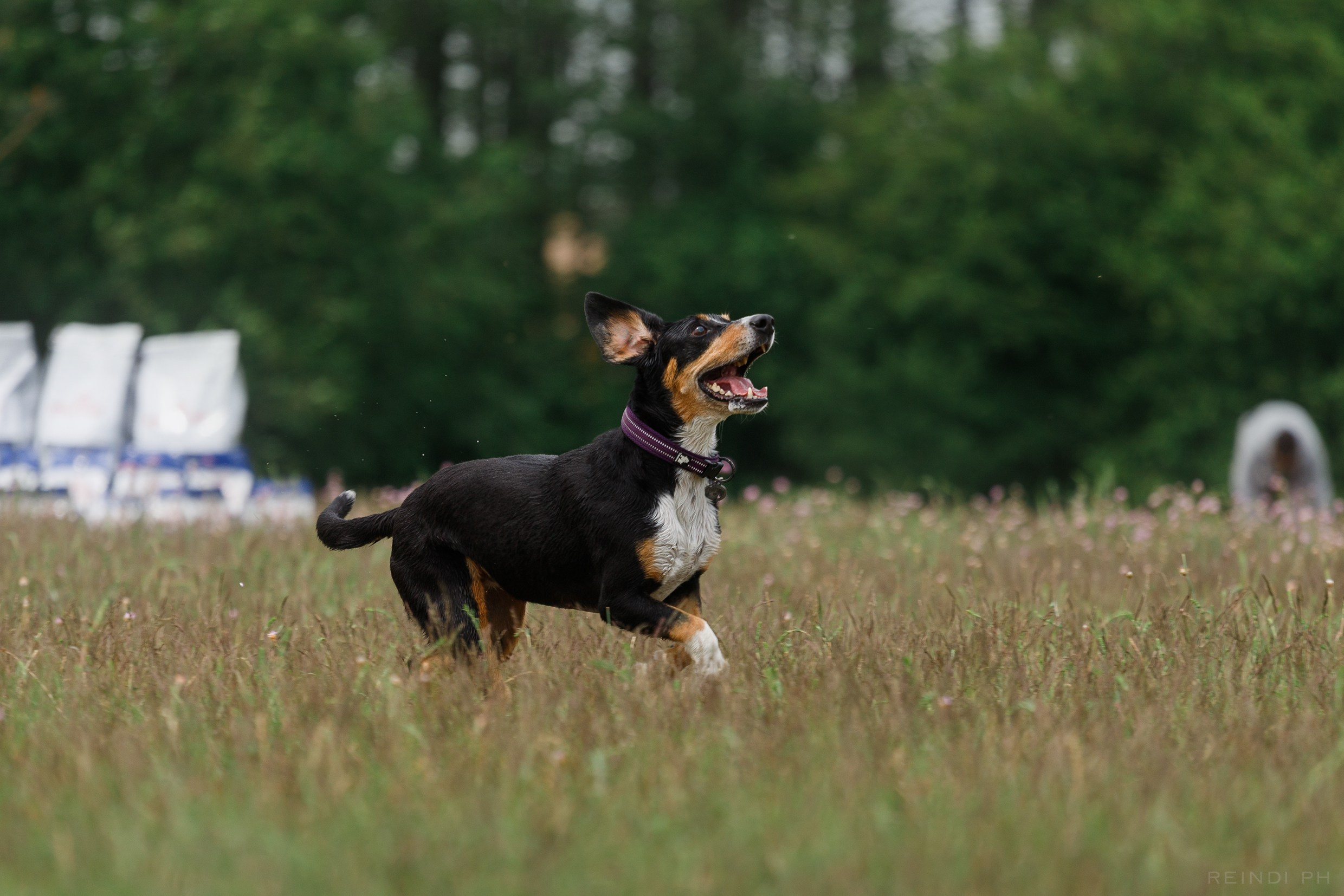Dog frisbee championship | summer. Kaja | fotograf we Wrocławiu | ludzie i psy