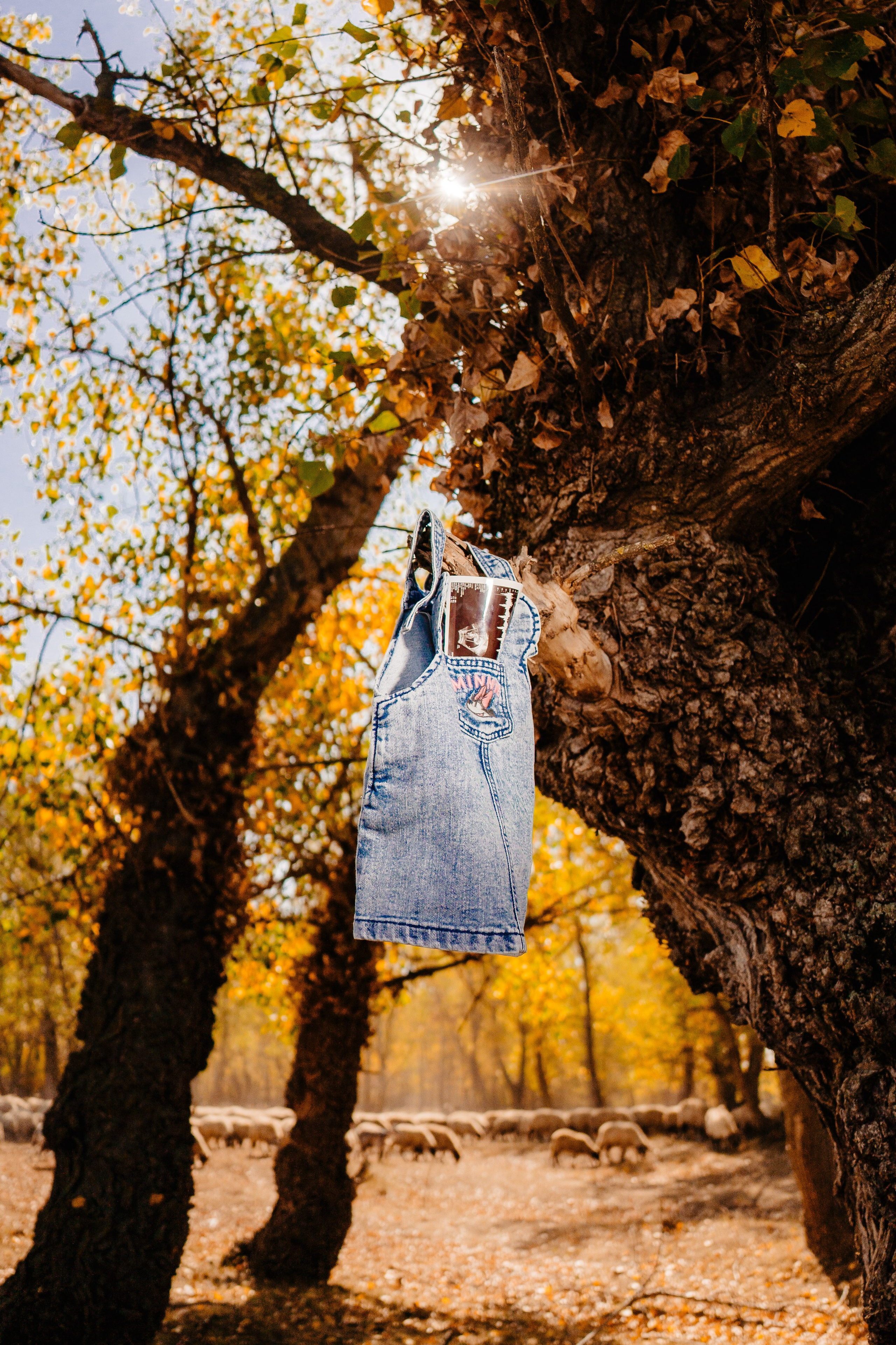 Tibi si Simona. Foto-Video Nunta Iasi, Suceava, Bucuresti / Disponibilitate 2025 — 2026 — 2027