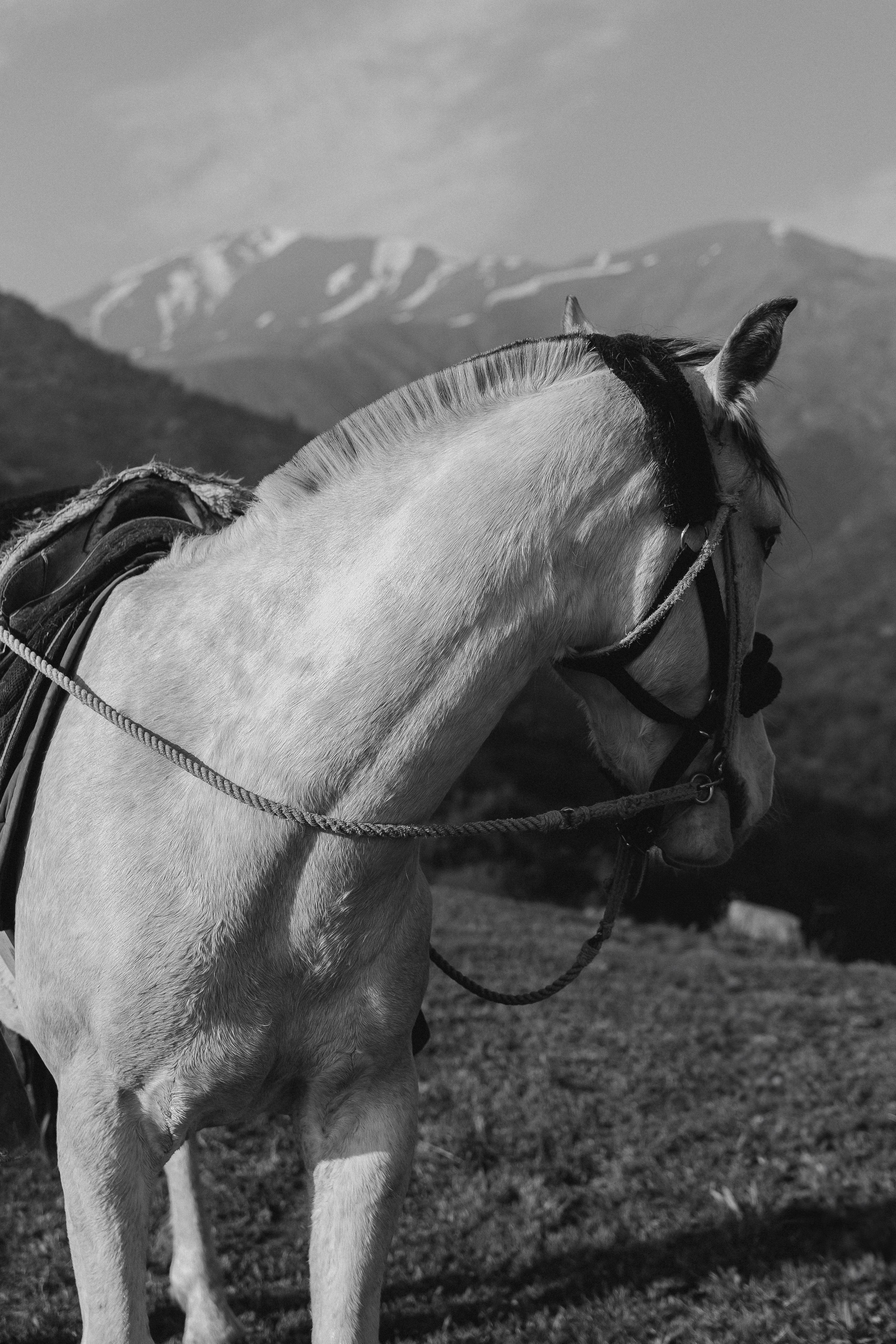 Horseback Mountain Photoshoot — Connection, Freedom & Natural Beauty. Photographer in Santiago, Chile Anna Almazova