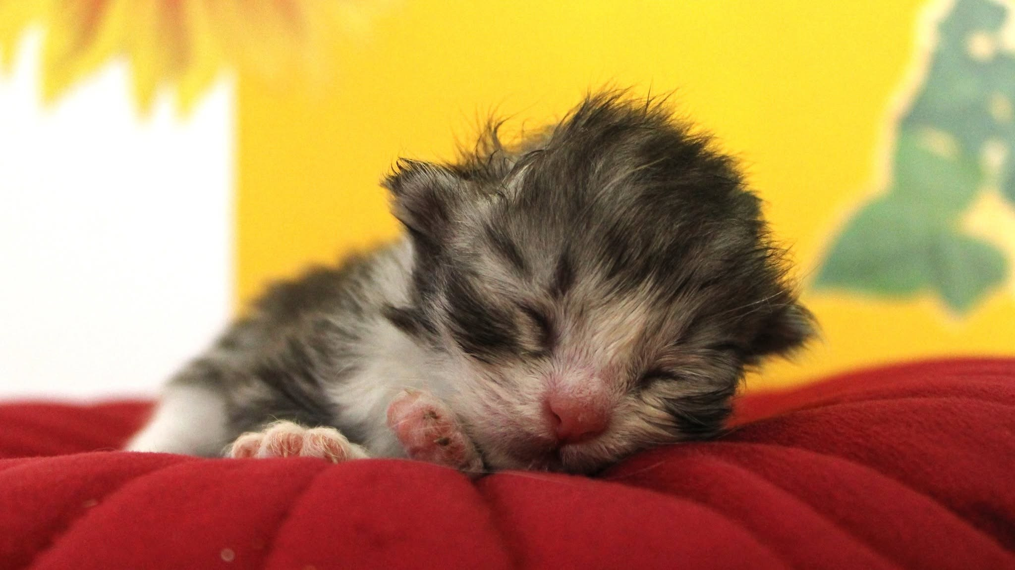 Katzen | Females. SIBERIALIS: Katzenzucht von Sibirischen und Neva Masquarade Katzen
