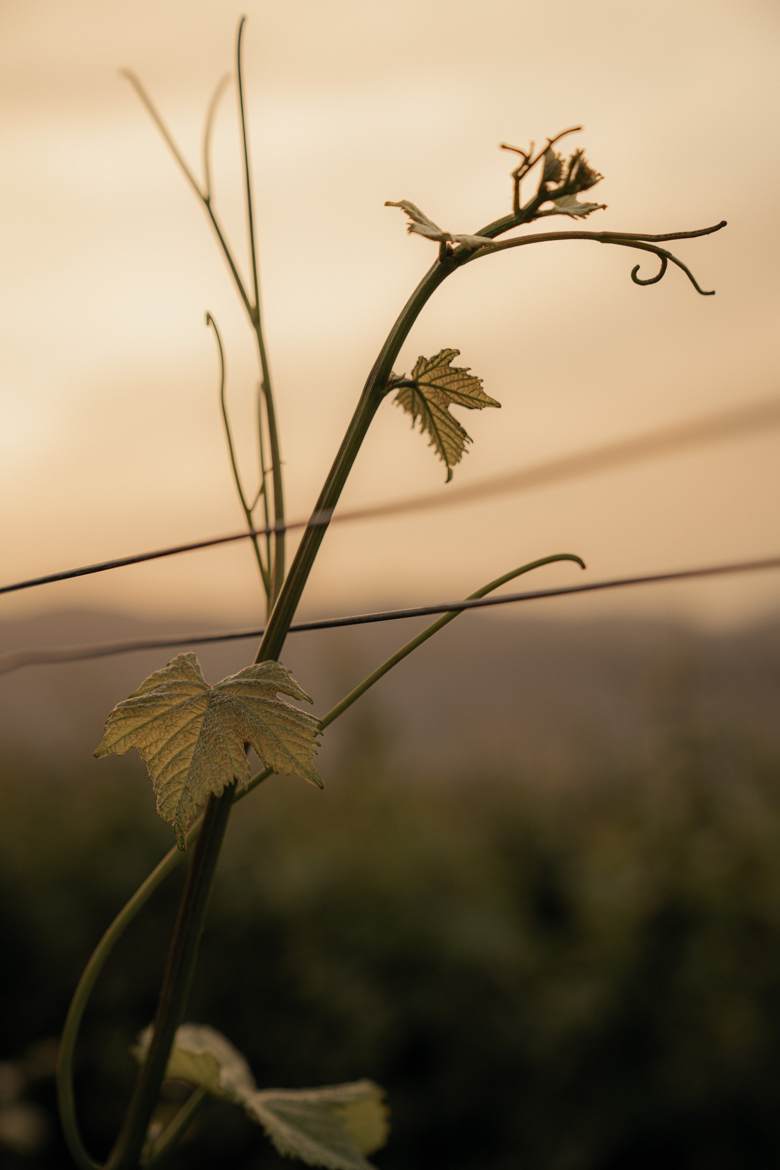 Estates Costa Lazaridi