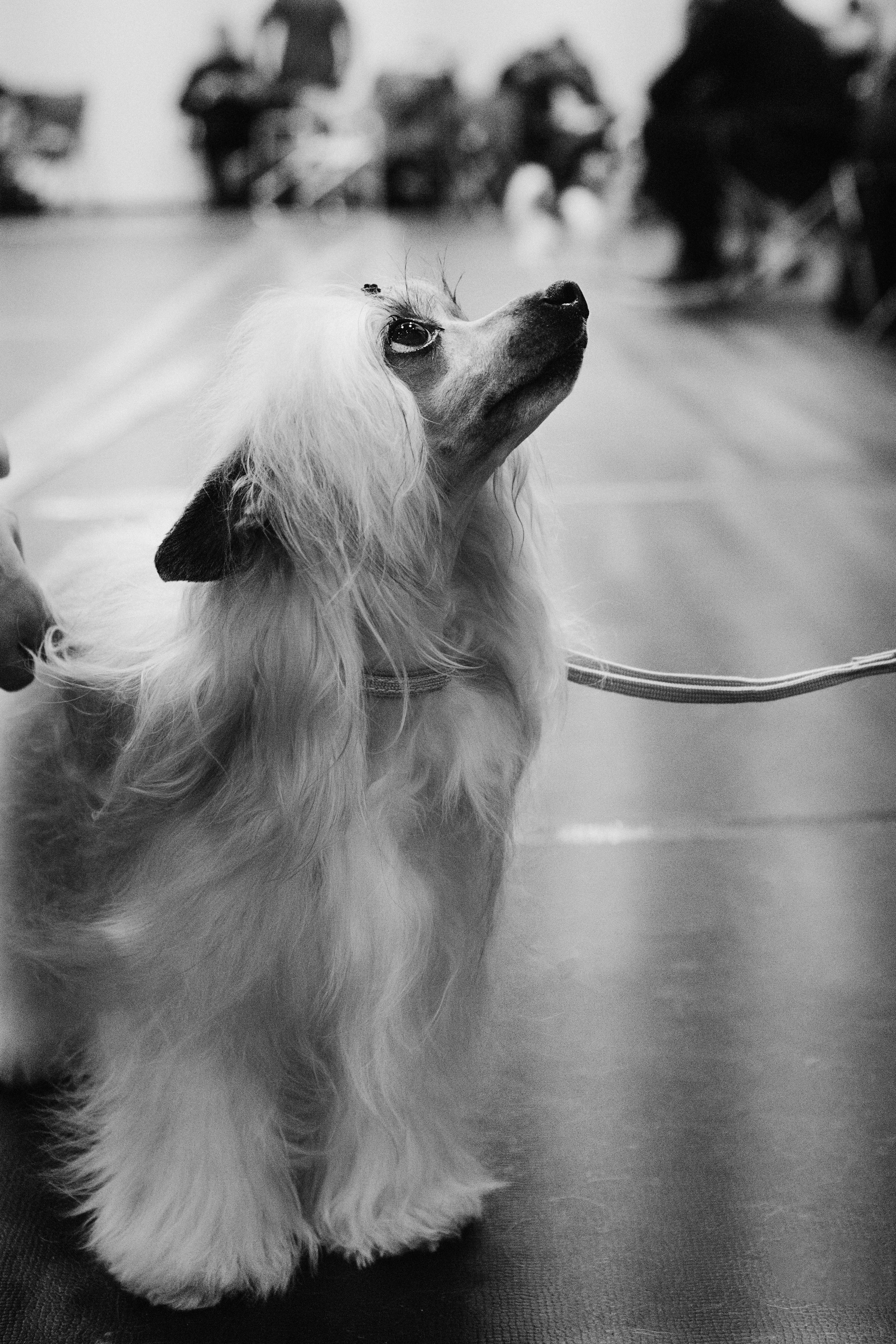Pärnu dog weekend photo report. Kat Laisaar — Pet photographer in Tallinn