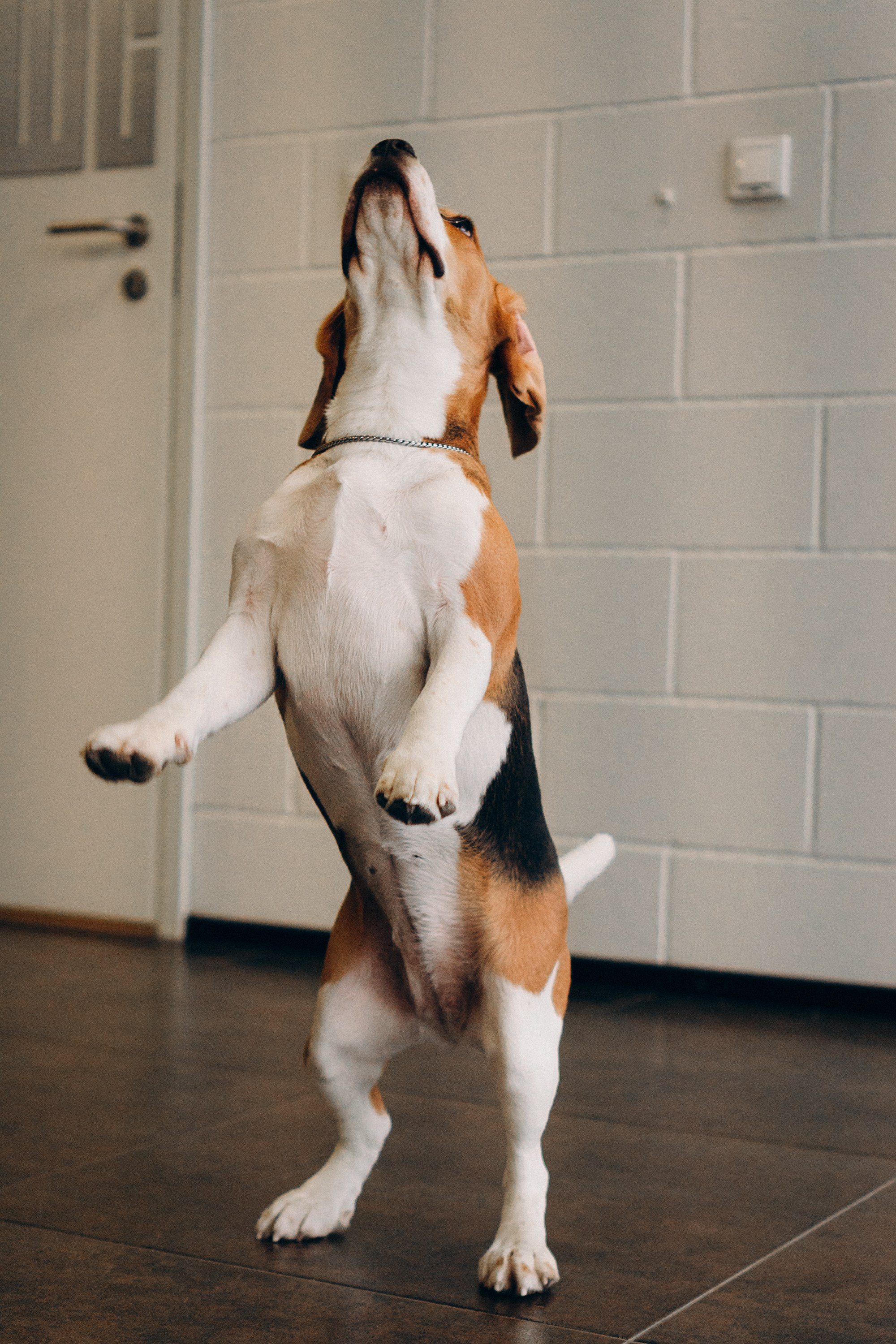 Luure & Cascada. Kat Laisaar — Pet photographer in Tallinn