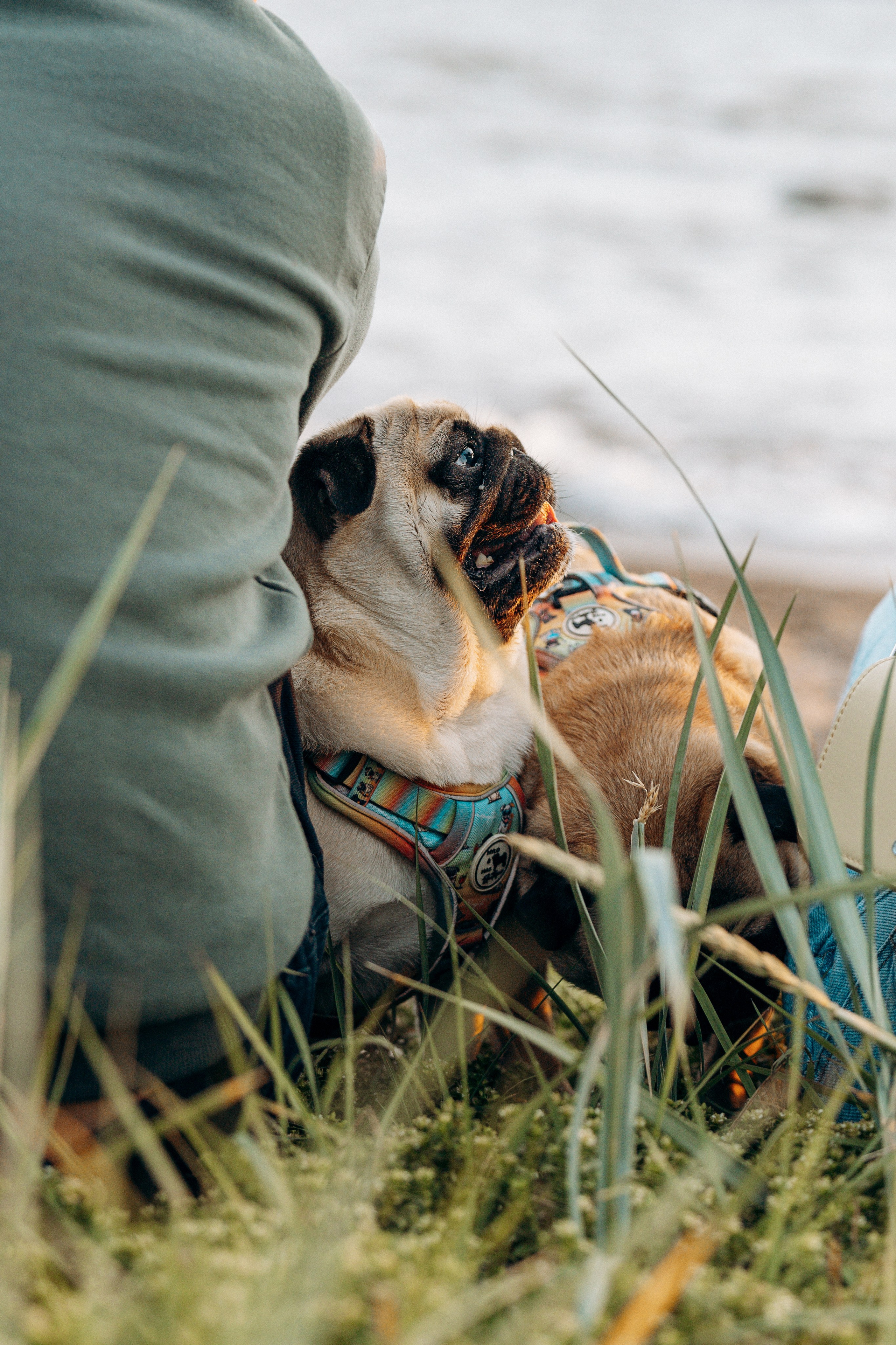 Frank, Tony, Katerina & Lev. Kat Laisaar — Pet photographer in Tallinn