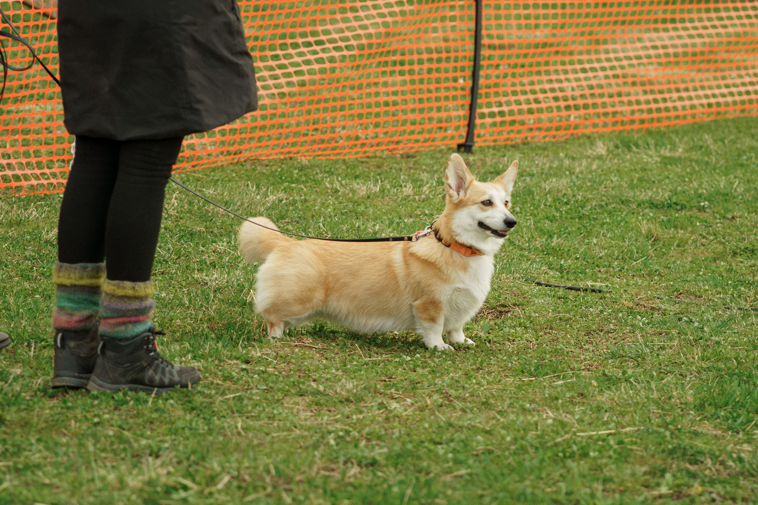 Herding Days, 26 apr. 2025. Kat Laisaar — Pet photographer in Tallinn