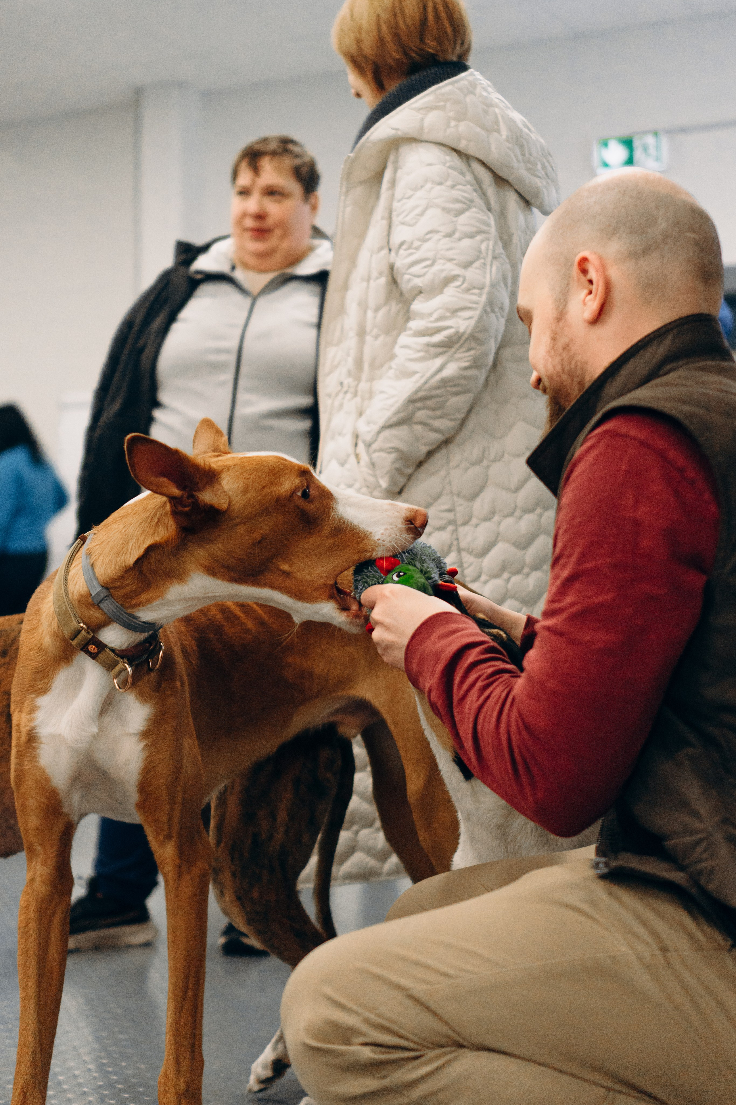 GalgoTreff / PetCity Rannamõisa, 13 apr. 2025. Kat Laisaar — Pet photographer in Tallinn