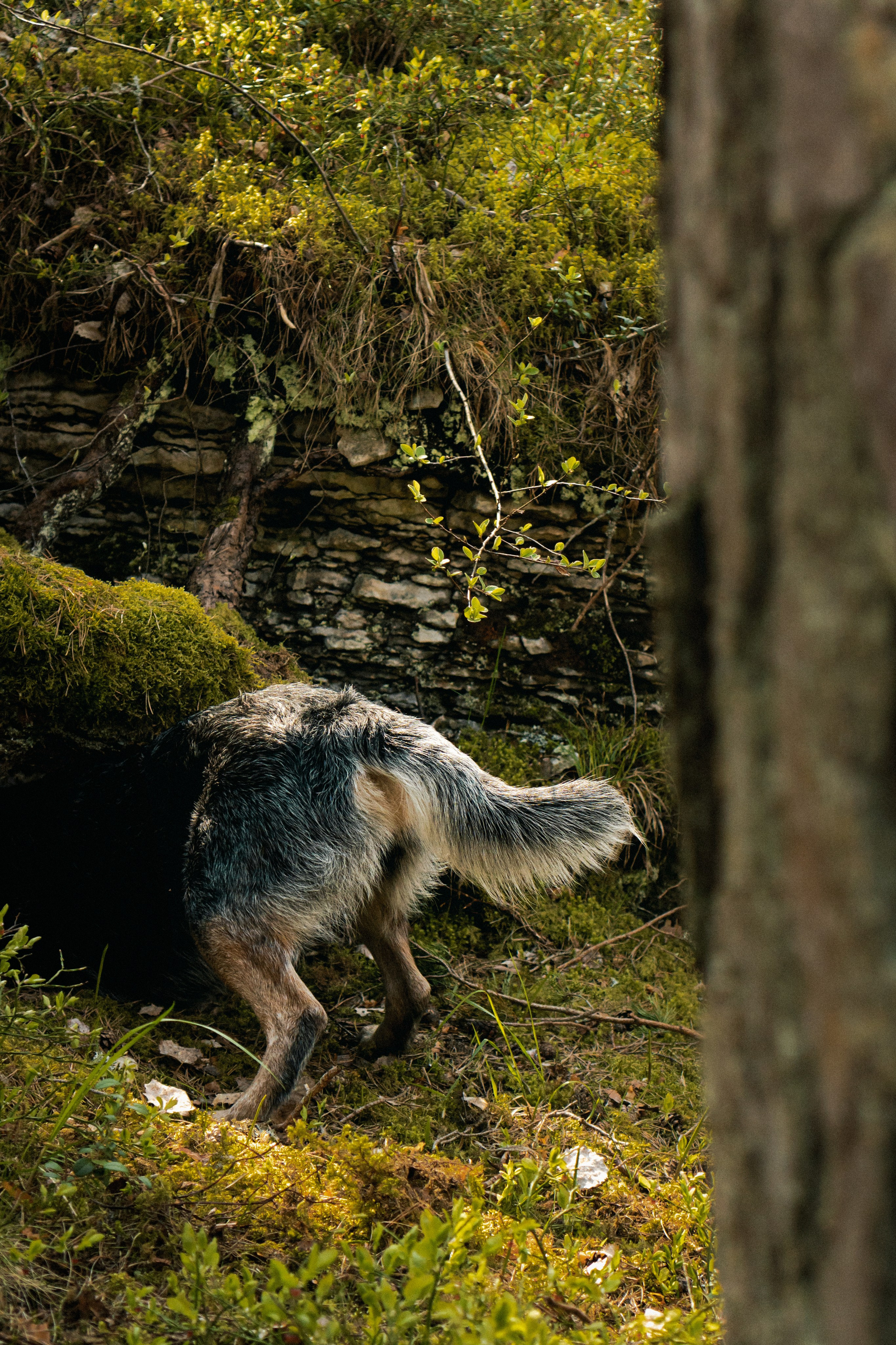 Oskar, Maria & Dmitrii. Kat Laisaar — Pet photographer in Tallinn