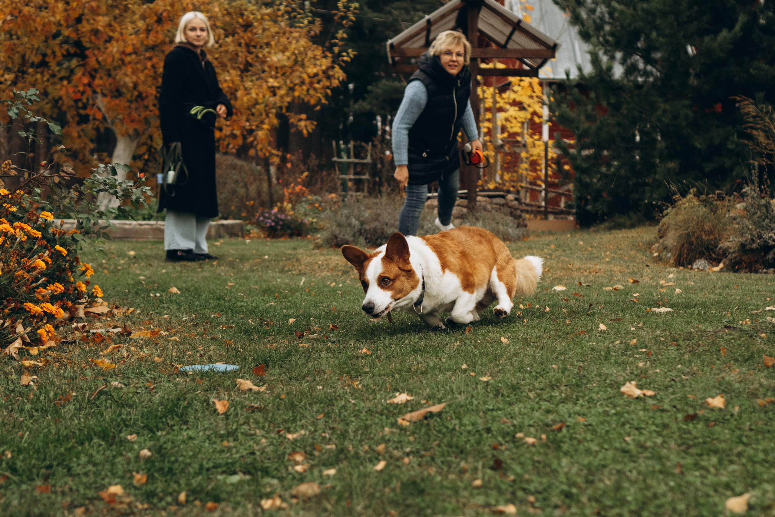 Jelena and her Sandy, Pug and Katja and her Safiir, Cardigan Welsh Corgi. Kat Laisaar — Pet photographer in Tallinn