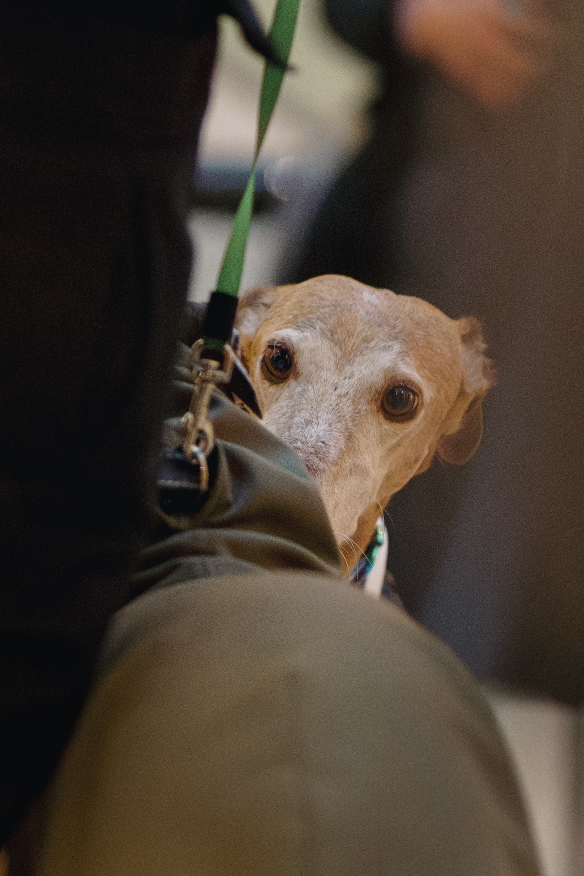 GalgoTreff / Solaris keskus 16 november. Kat Laisaar — Pet photographer in Tallinn