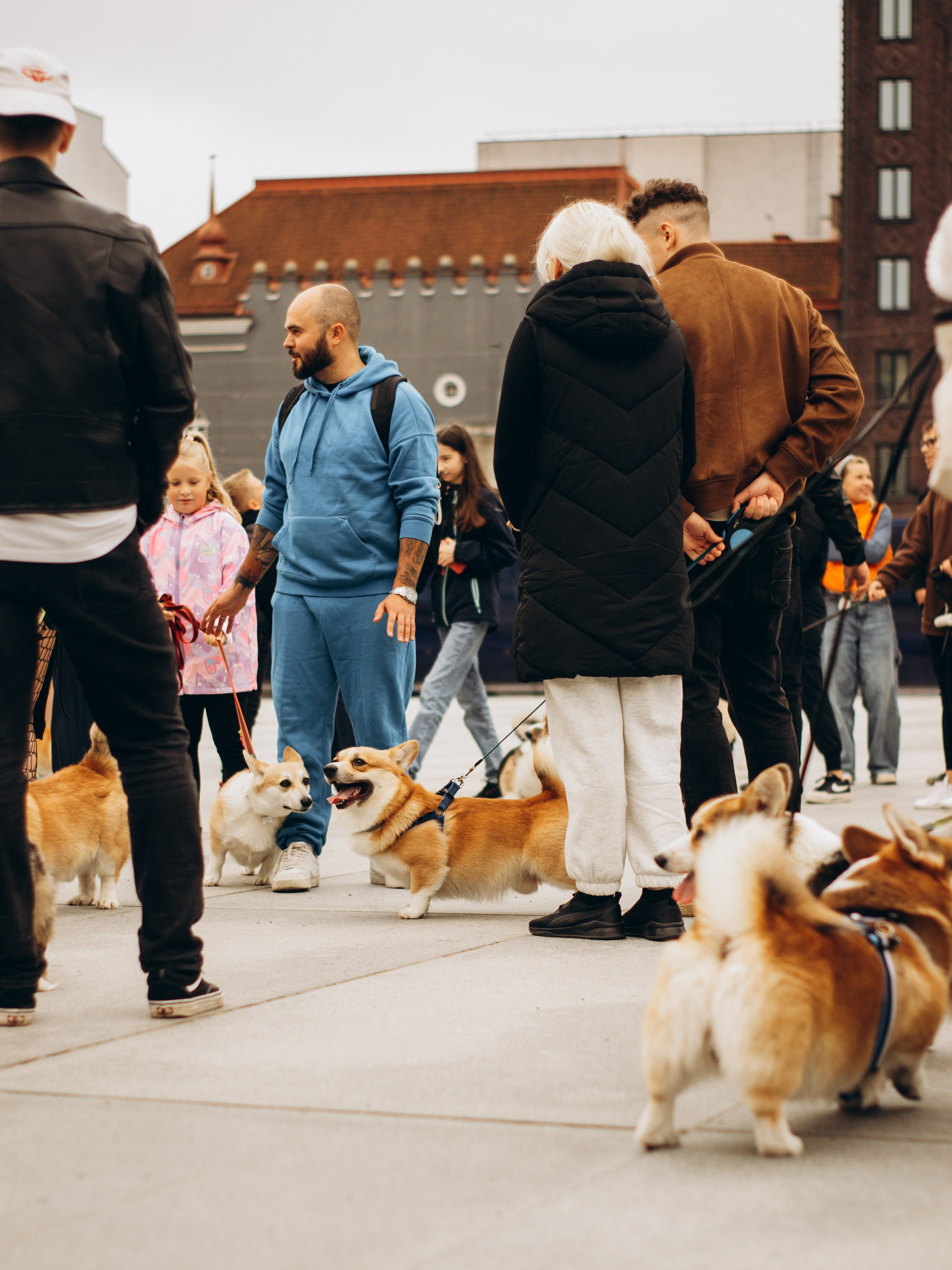 Corgi party, september. Kat Laisaar — Pet photographer in Tallinn