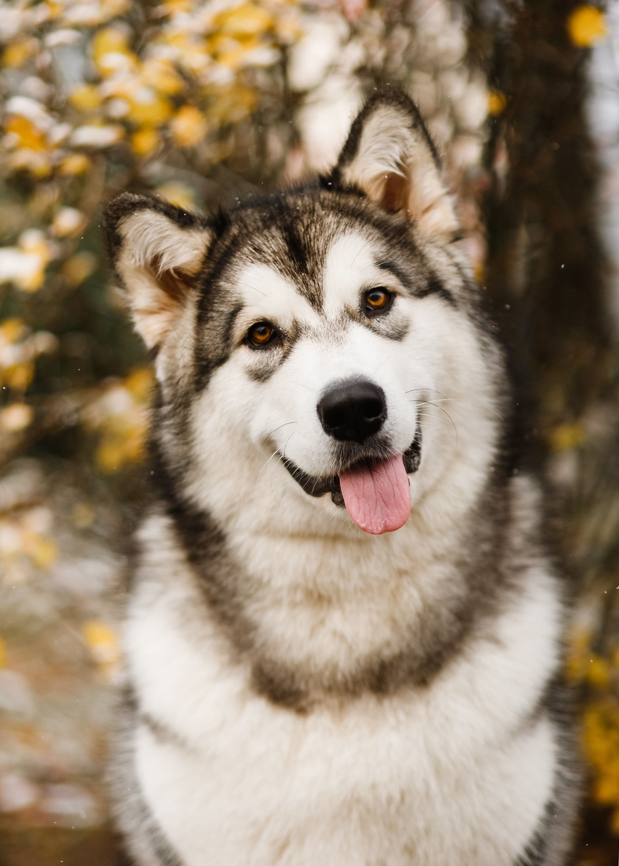 Dog shows | the best ones. Kaja | fotograf psów we Wrocławiu