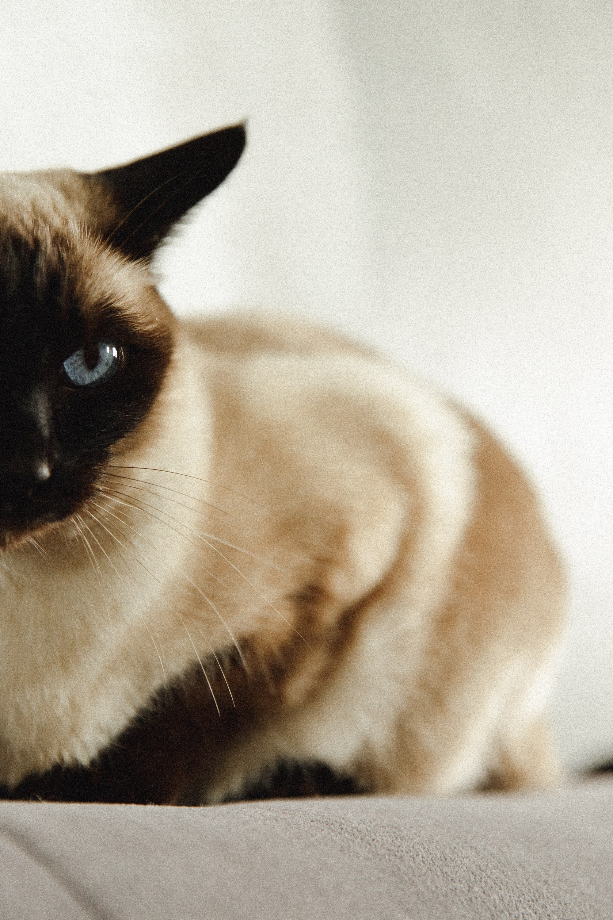 Diana. Kaja | fotograf psów we Wrocławiu