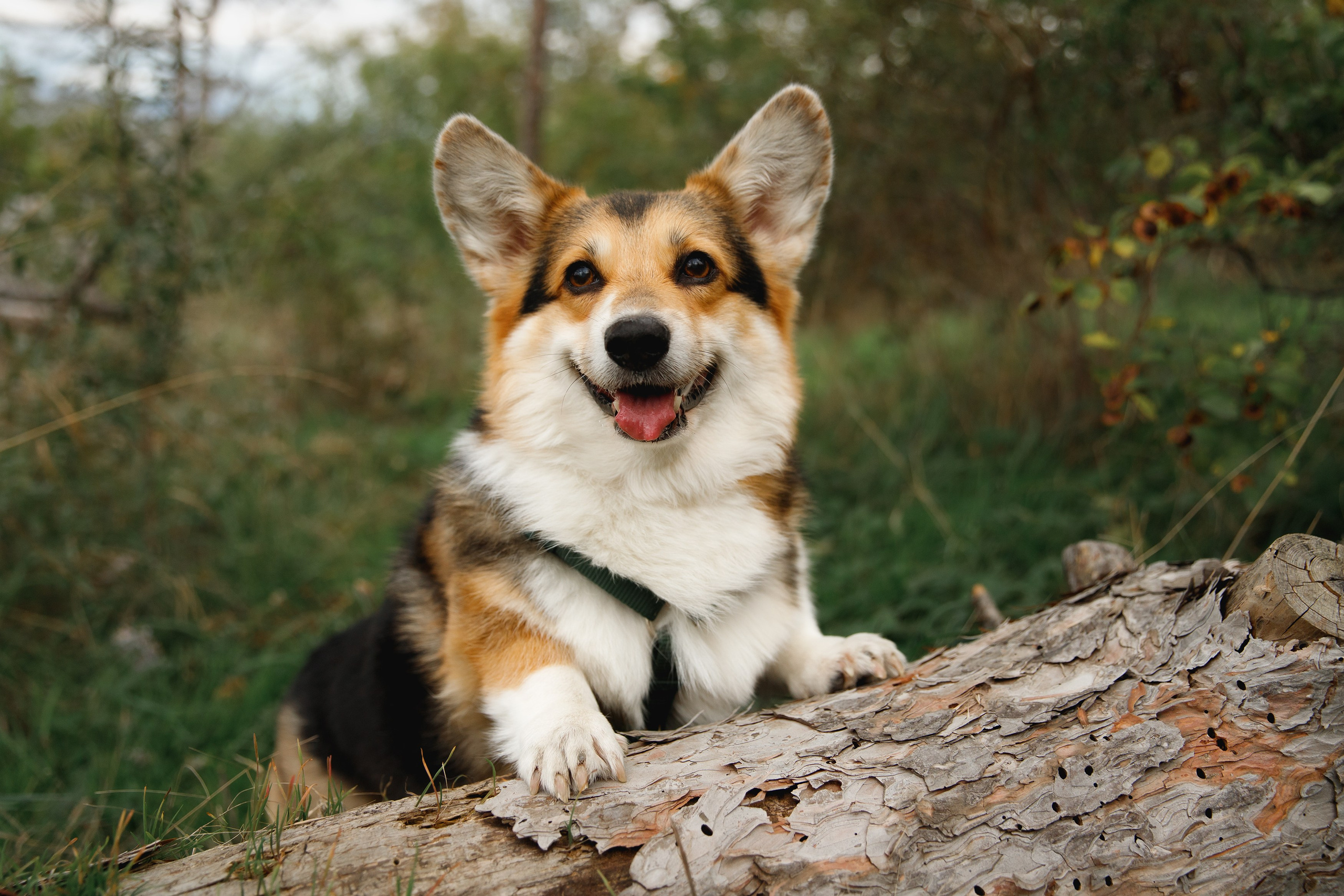 Sasha & Leonid. Kaja | fotograf psów we Wrocławiu