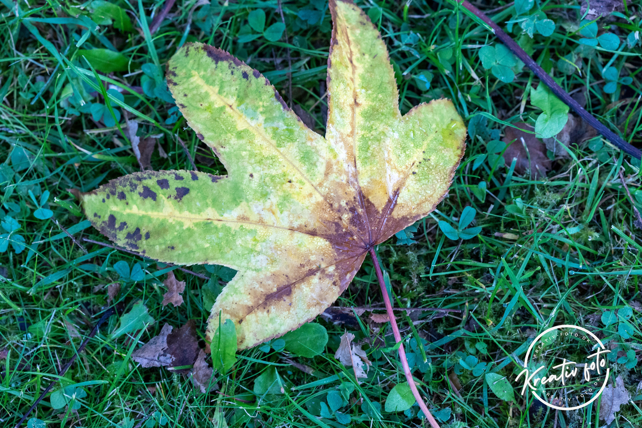 Efterår. Fotograf Aarhus | Portrætfoto Århus | Flotte billeder