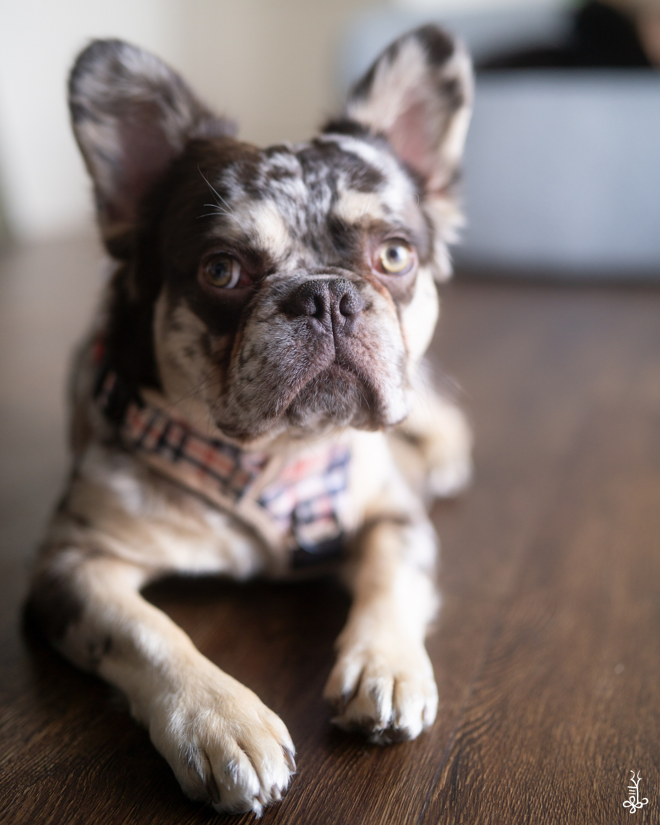 SEVAEH DOG. Ke’Ondris