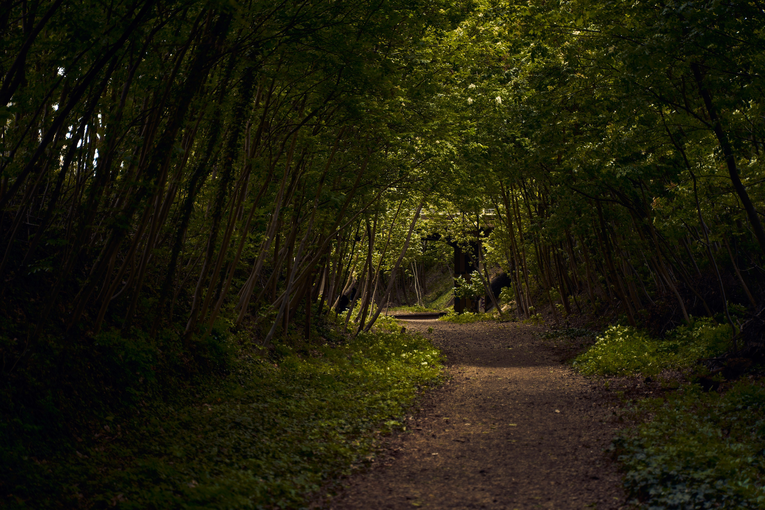 France. Denshyr — Visual Artist