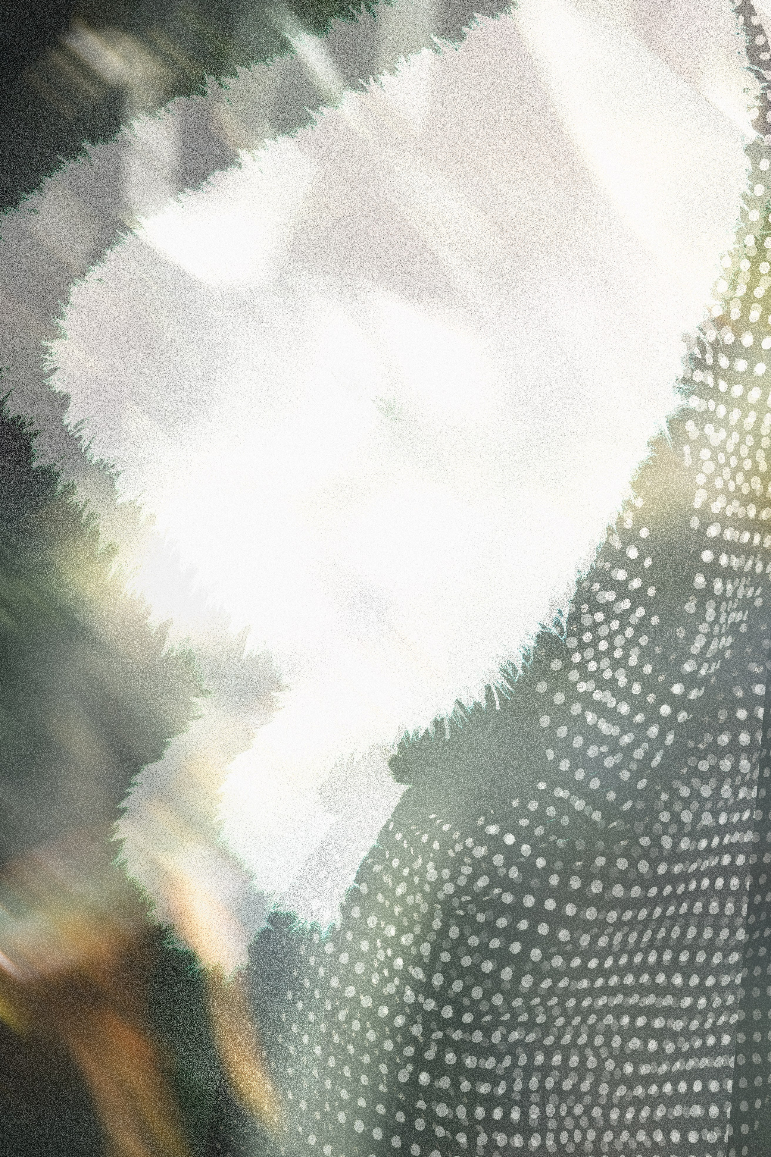 SAKO PROJECT. Anna Miyauchi