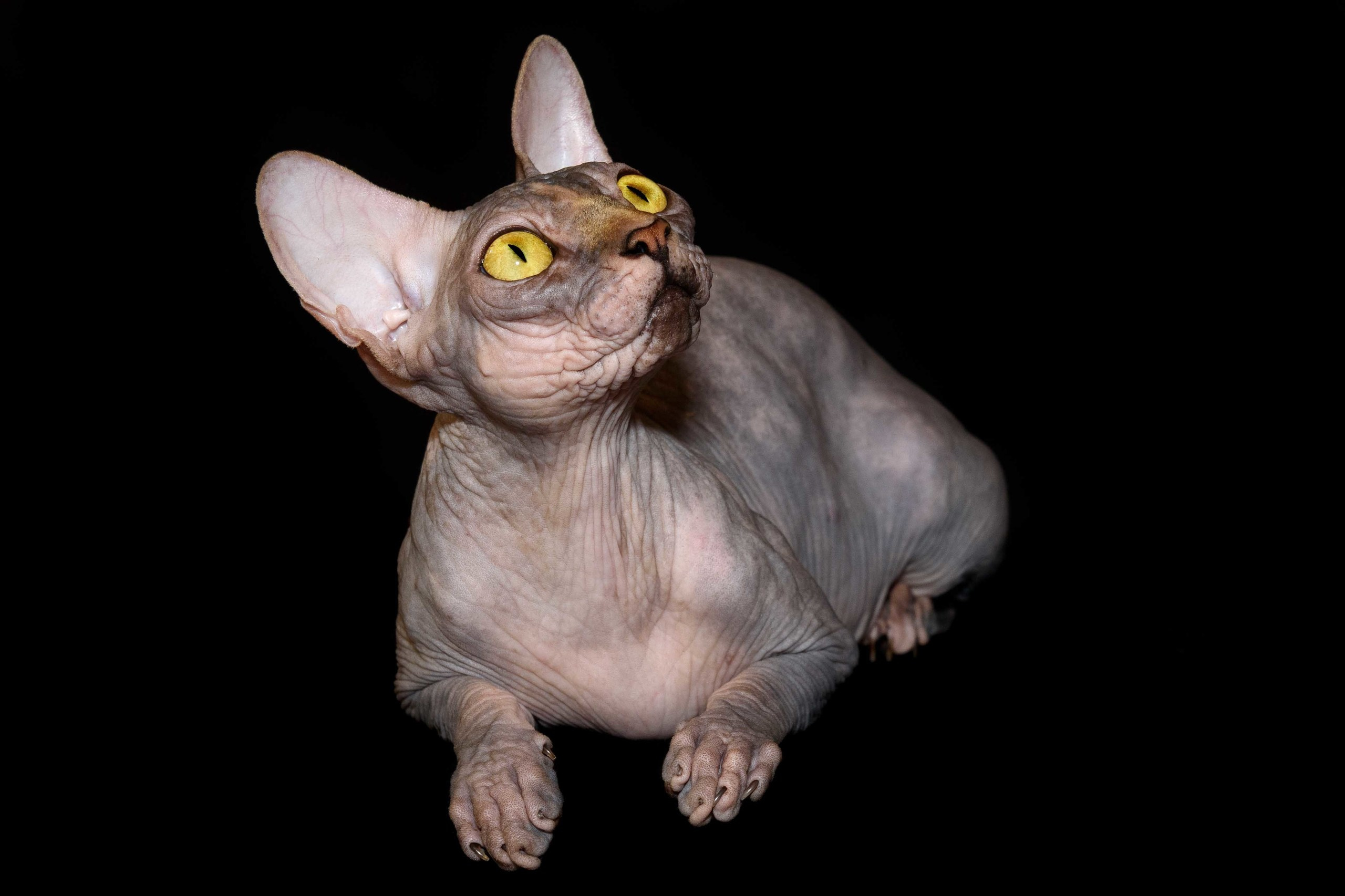 Our Queen - mother of our kittens - Joser D'akota. Εκτροφείο γάτες Σφίγγα στην Λεμεσό, Κύπρος