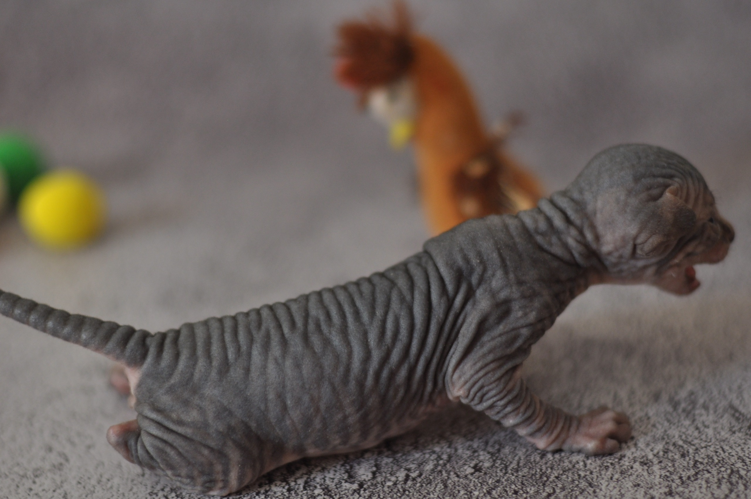 Our kittens. A cattery of Canadian Sphynx breed, located in Limassol, Cyprus