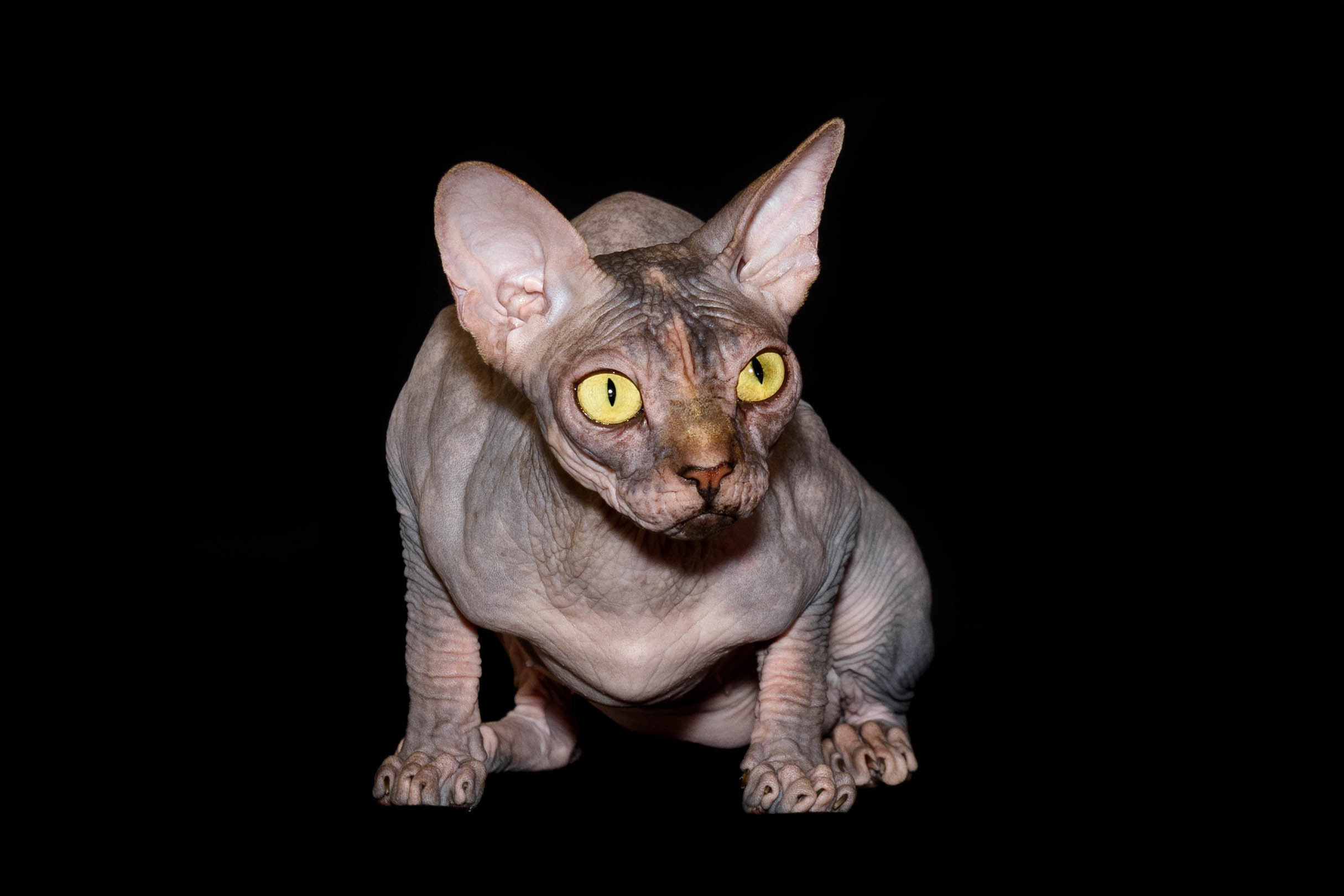 Our Queen - mother of our kittens - Joser D'akota. Εκτροφείο γάτες Σφίγγα στην Λεμεσό, Κύπρος