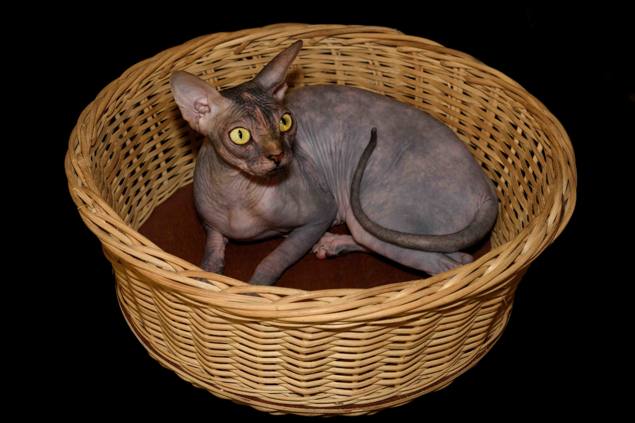 Our Queen - mother of our kittens - Joser D'akota. Εκτροφείο γάτες Σφίγγα στην Λεμεσό, Κύπρος