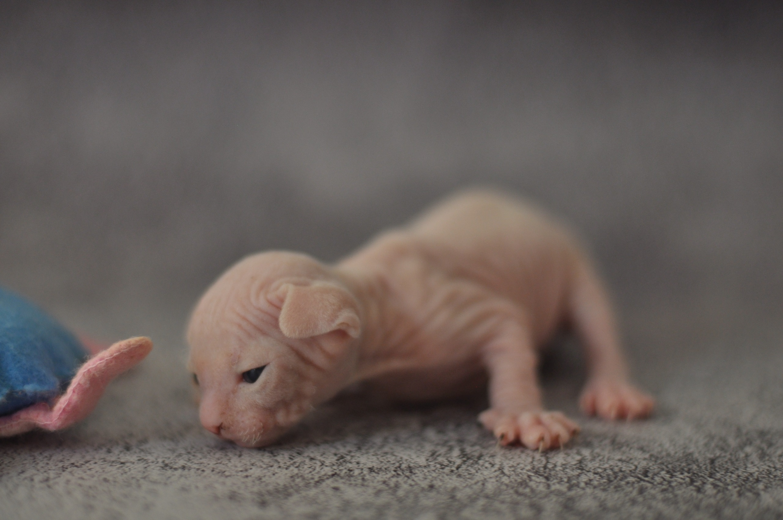 Our kittens. A cattery of Canadian Sphynx breed, located in Limassol, Cyprus