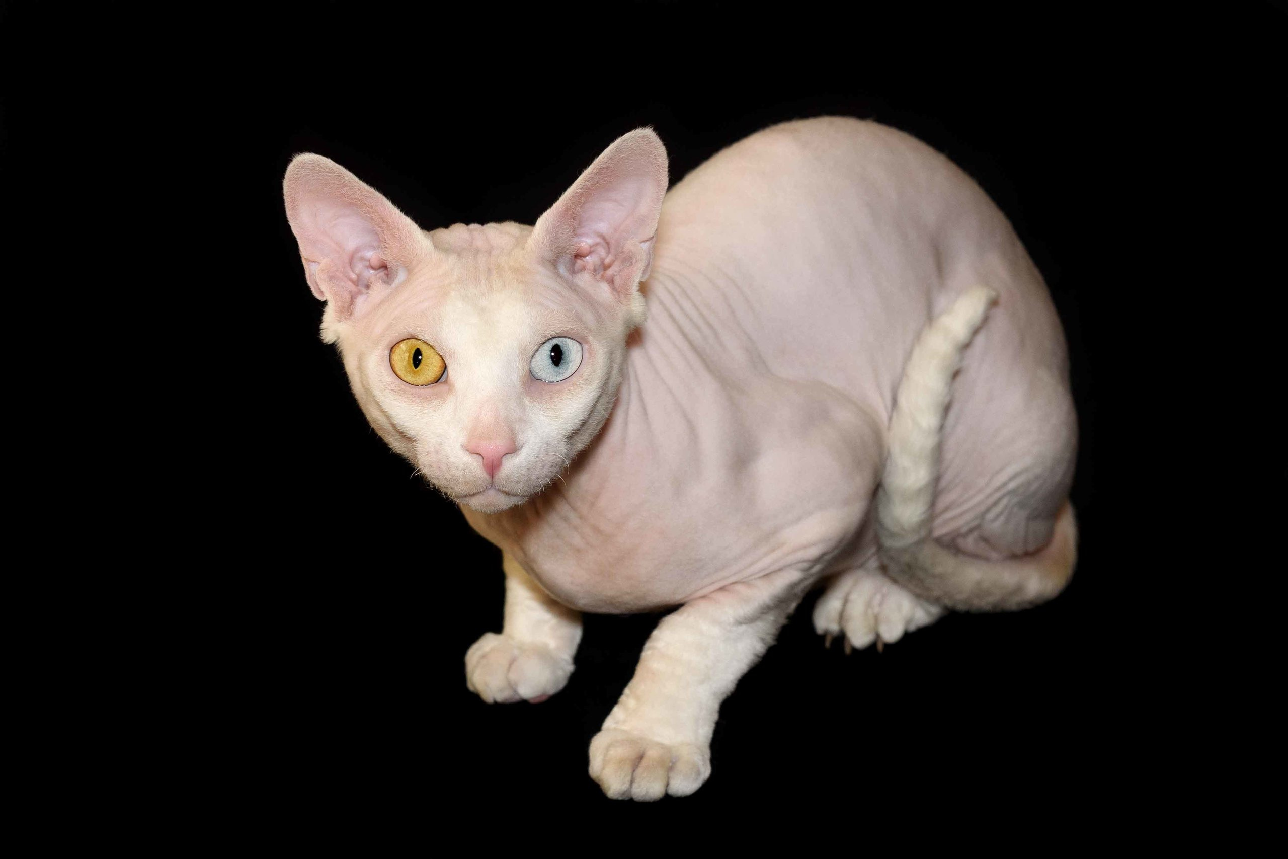 Our stud male - father of our kittens - Tulyn Glamour. A cattery of Canadian Sphynx breed, located in Limassol, Cyprus